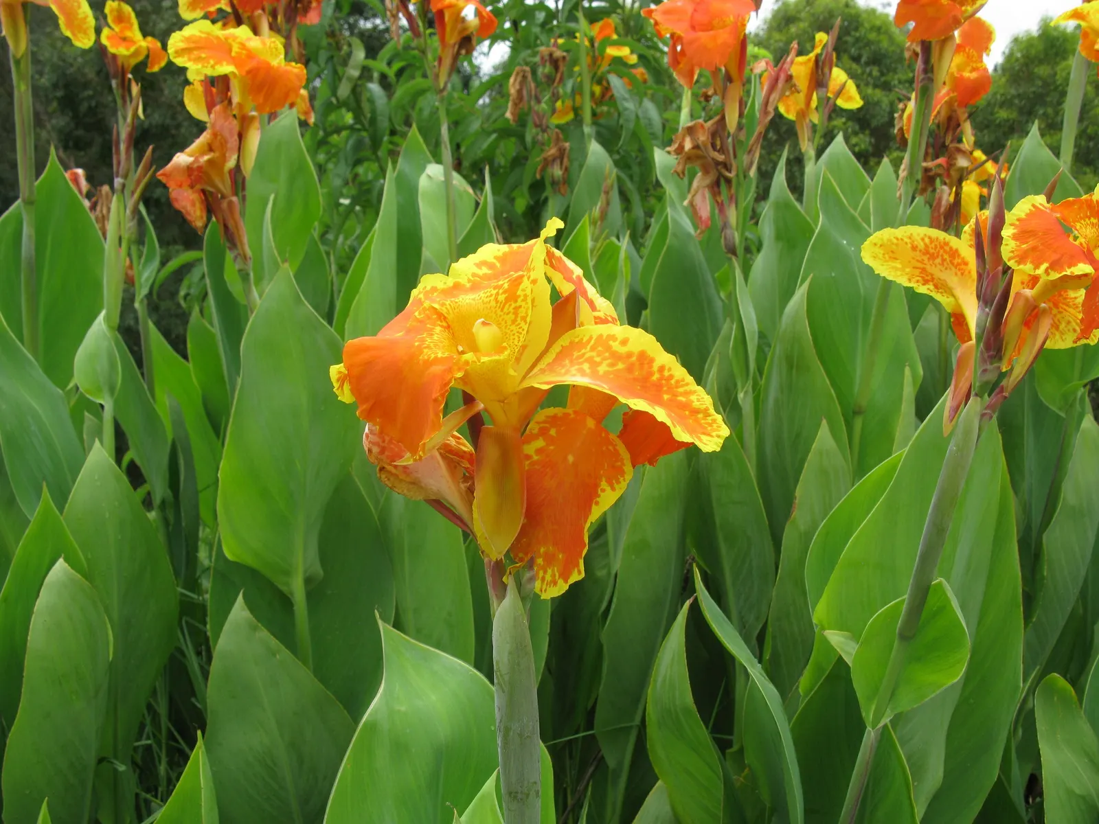 Red Canna Lily (Canna 'Red') — red flowers in the garden; standing tall at about 3 to 4 feet in height, image 73