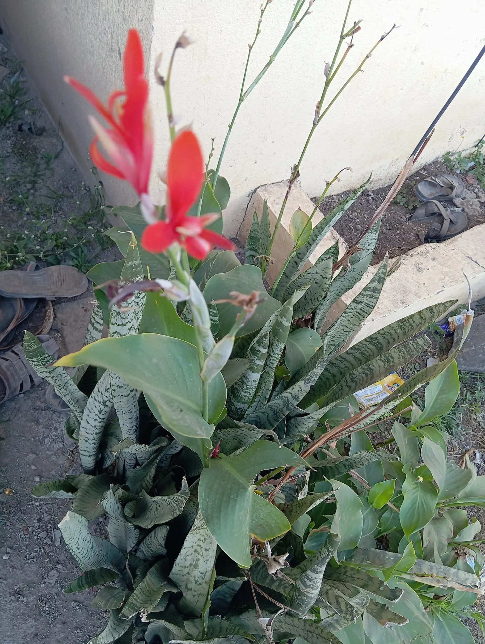 Red Canna Lily (Canna 'Red') — fiery red blossoms atop robust stalks reaching 3-4 feet in height; which make a dramatic statement from midsummer until the