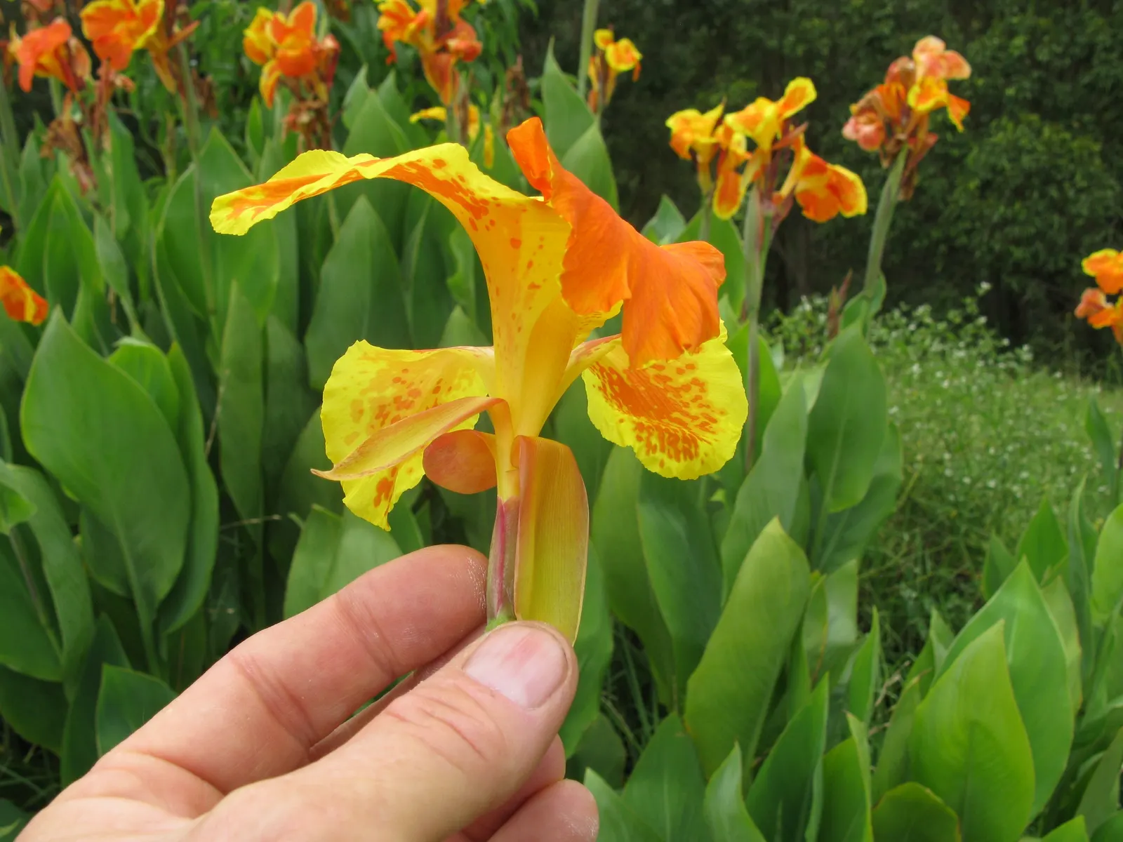 Red Canna Lily (Canna 'Red') — in areas with colder climates; the showy blooms, measuring up to 4 to 6 inches across, can be deadheaded to promote, image 70