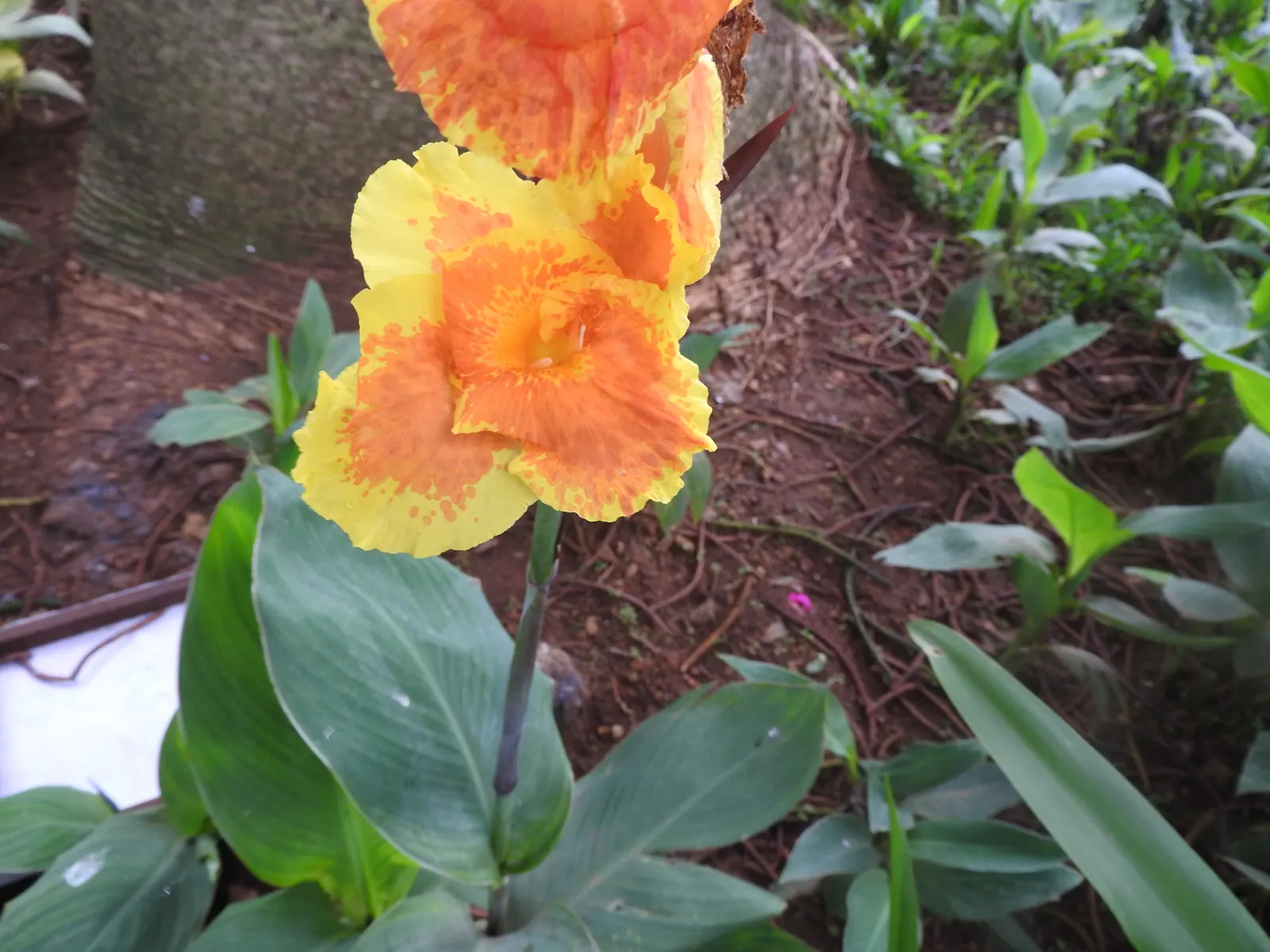 Red Canna Lily (Canna 'Red') — perennial with red blooms