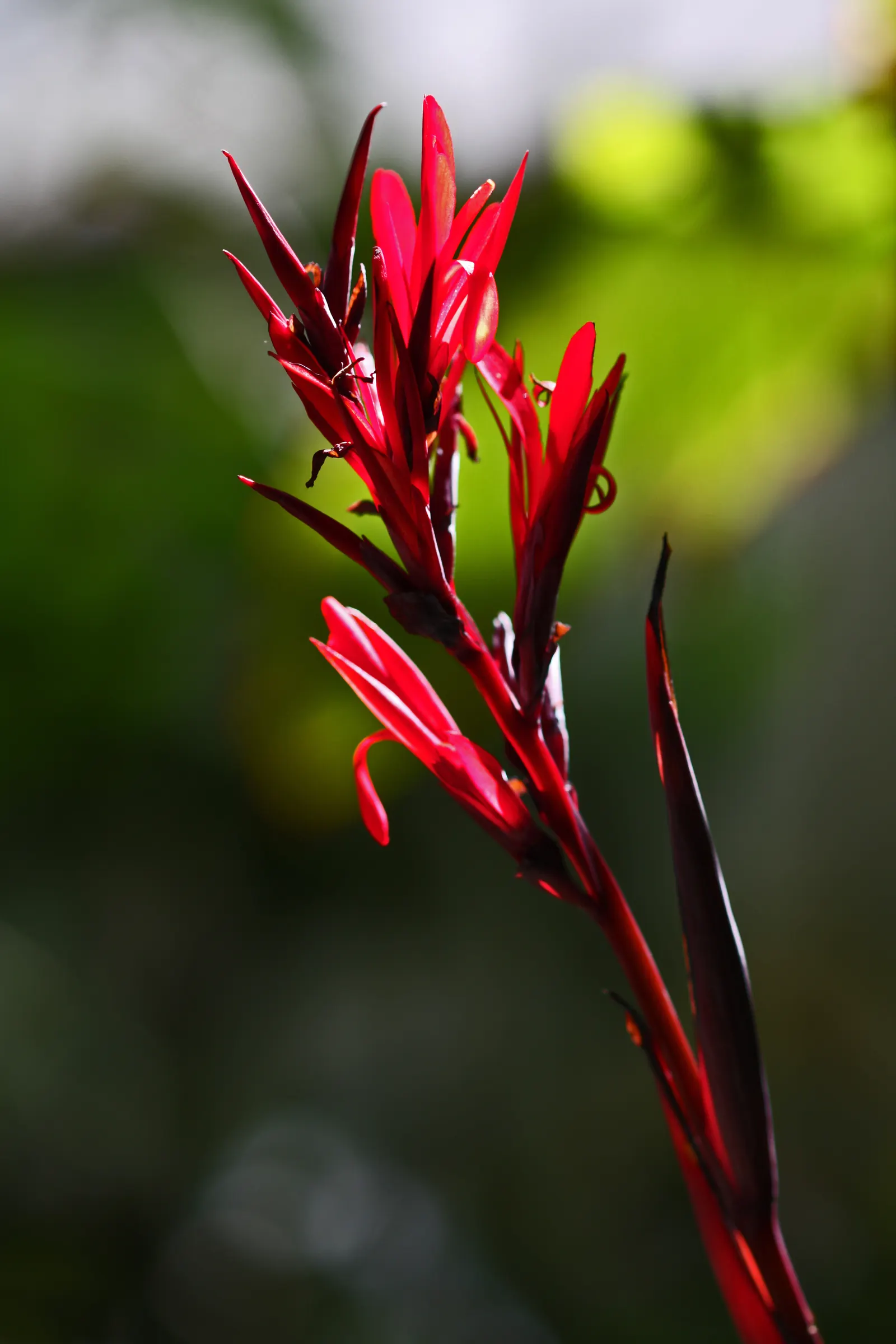 Red Canna Lily (Canna 'Red') — the rhizomes can be lifted and stored to protect them from freezing temperatures; routine watering and occasional, image 71