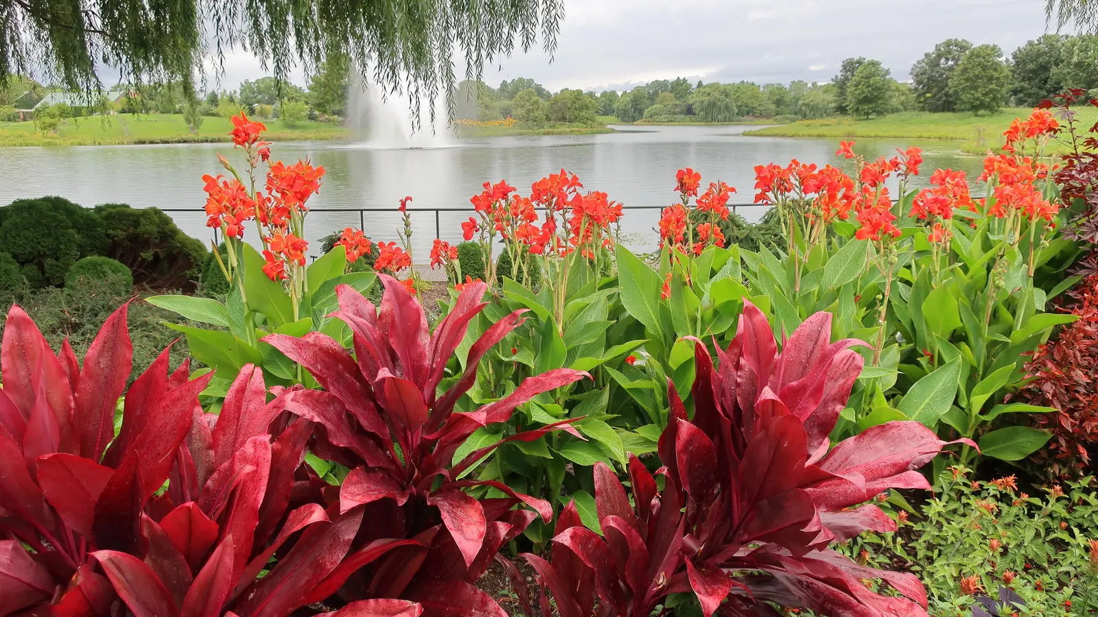 Red Canna Lily (Canna 'Red') — Ideal in USDA zones 7-10, it thrives in full sun and requires moist, well-drained soil; clients will appreciate that, image 78