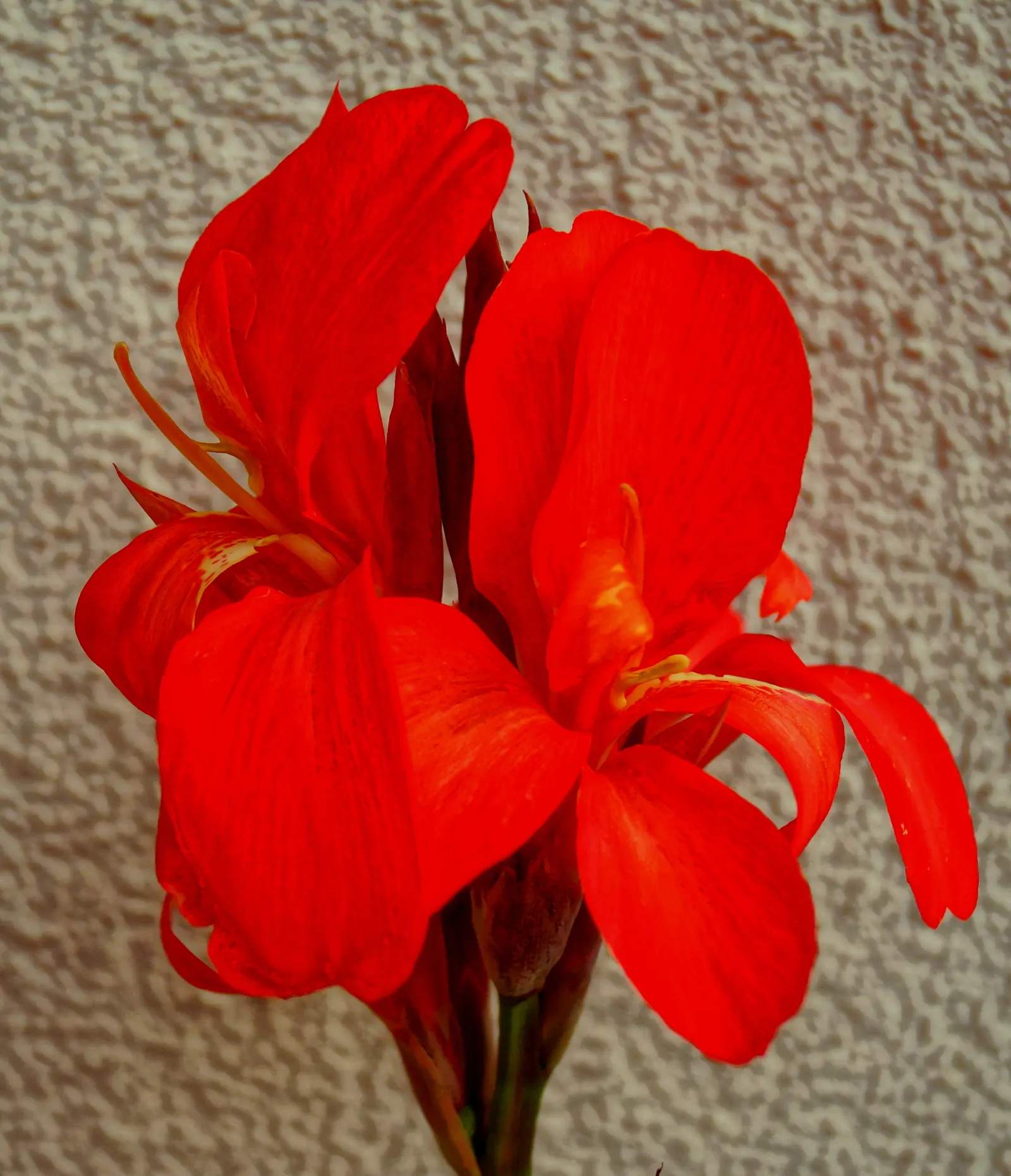 Red Canna Lily (Canna 'Red') — fiery red blossoms atop robust stalks reaching 3-4 feet in height; which make a dramatic statement from midsummer, image 77