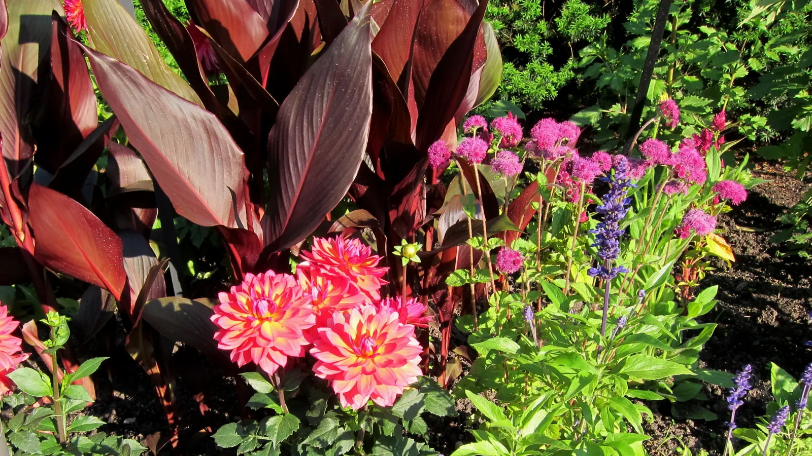Red Canna Lily (Canna 'Red') — Blooms from summer until frost, providing long-lasting vibrancy to any landscape; requiring a minimum of 4 to 6, image 81