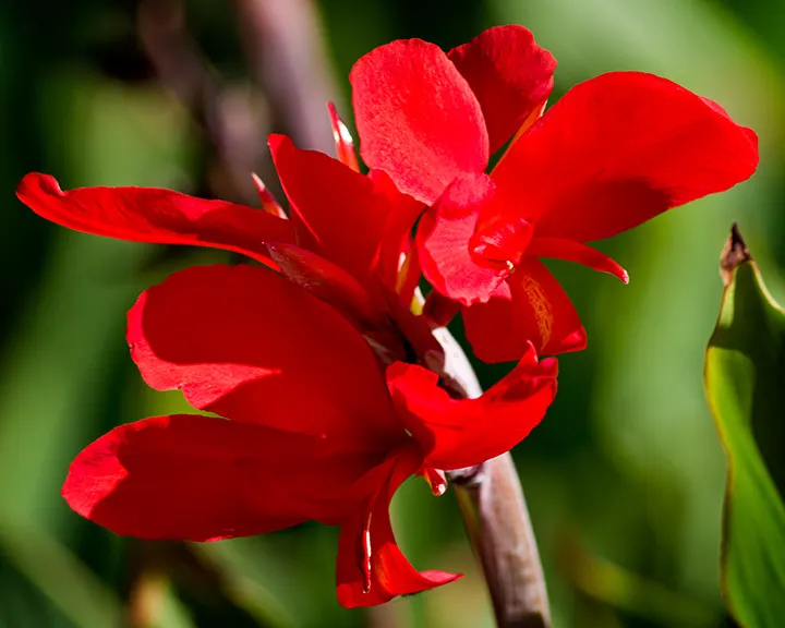 Red Canna Lily (Canna 'Red') — perennial for full or half; ensuring a spectacular return the following year, image 75