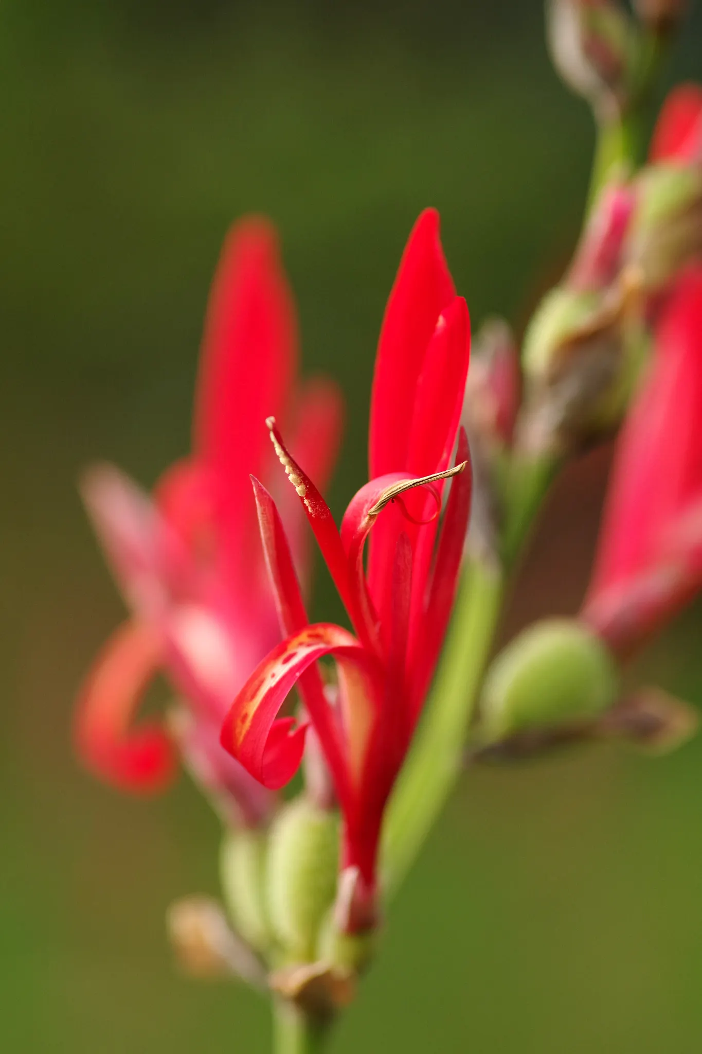 Red Canna Lily (Canna 'Red') — which make a dramatic statement from midsummer until the first frost; perennial with red blooms