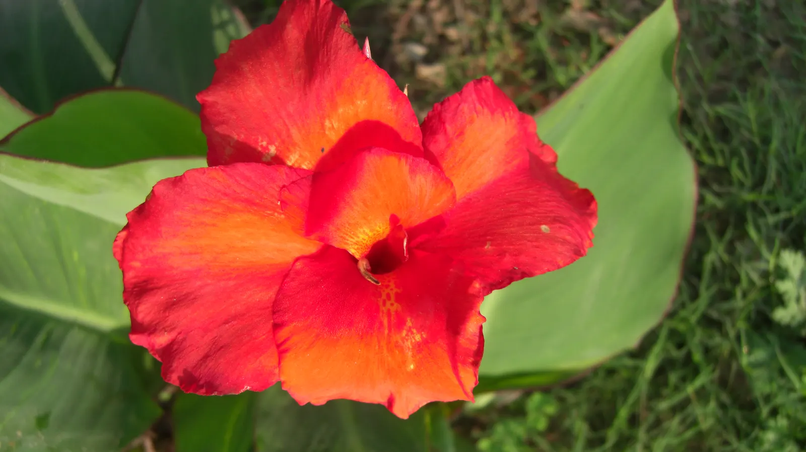 Red Canna Lily (Canna 'Red') — perennial for full or half
