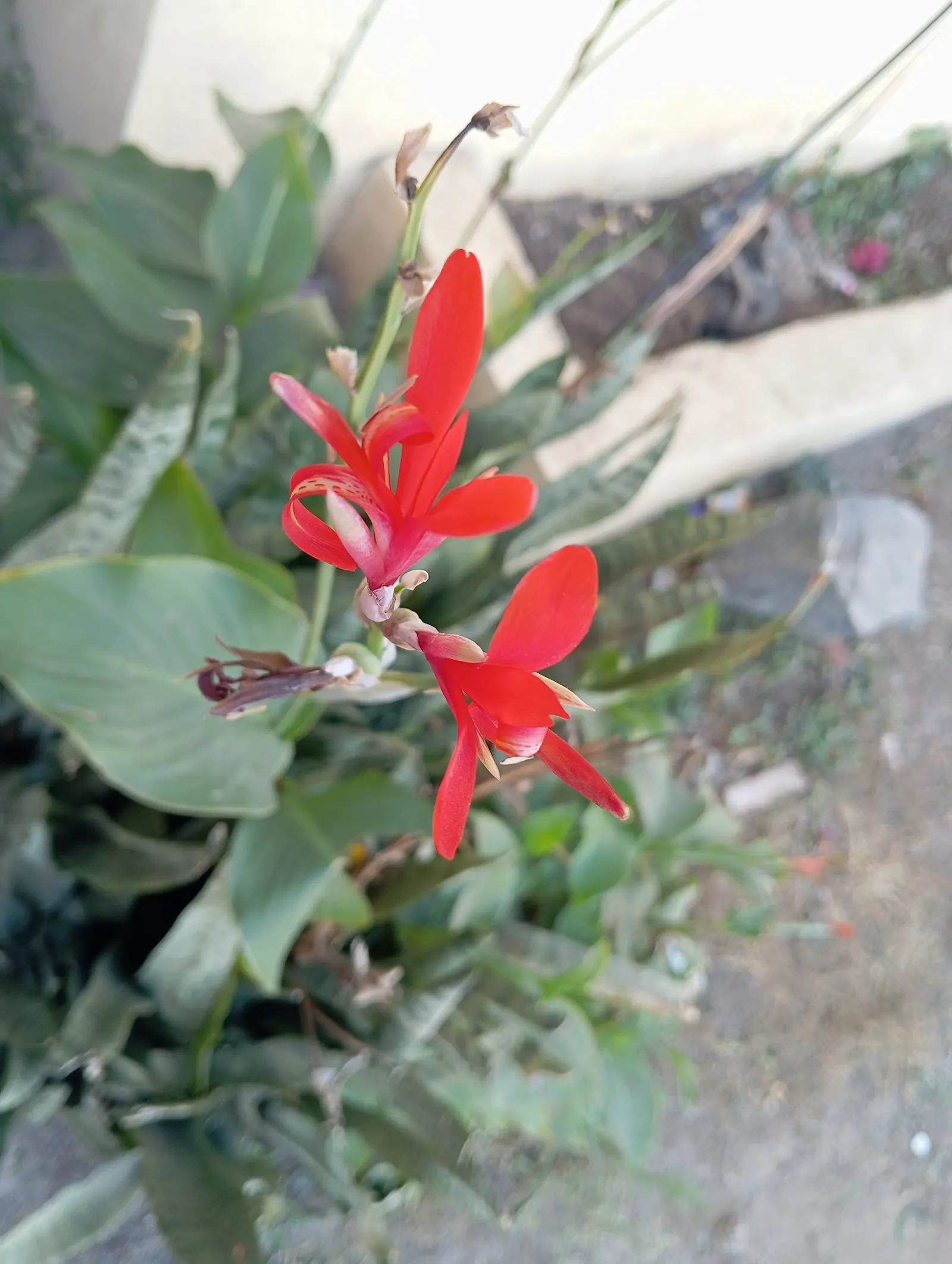 Red Canna Lily (Canna 'Red') — Ideal in USDA zones 7-10, it thrives in full sun and requires moist, well-drained soil; clients will appreciate that while it's