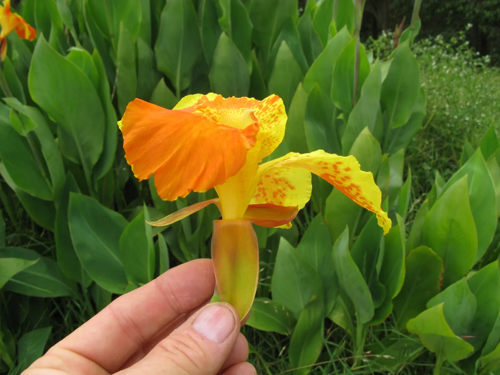 Red Canna Lily (Canna 'Red') — Clients will appreciate that while it's low maintenance; red flowers in the garden, image 68