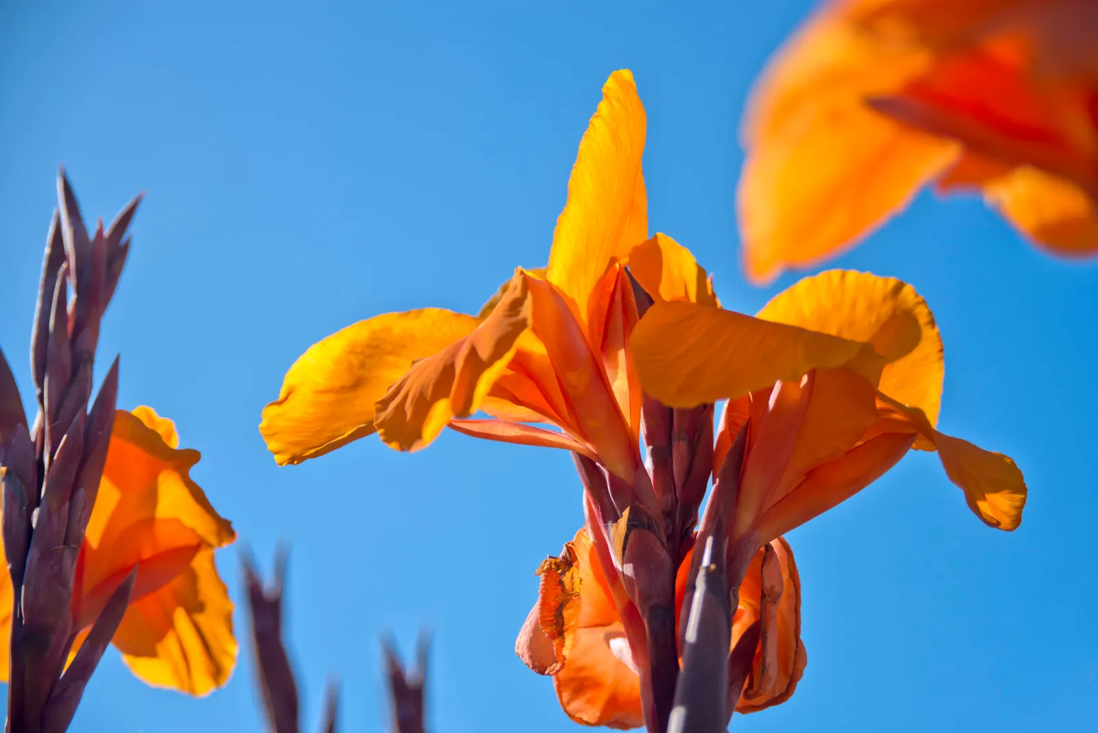 Red Canna Lily (Canna 'Red') — The plant thrives in full to partial sun, image 63