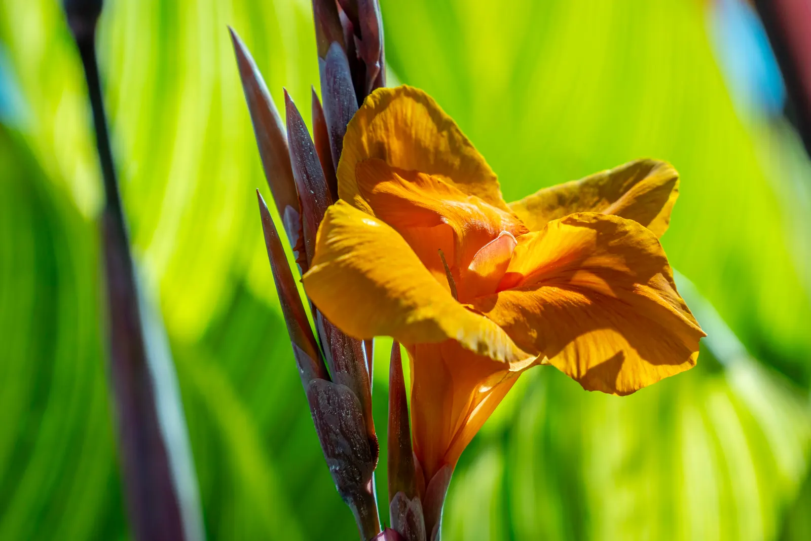Red Canna Lily (Canna 'Red') — The Red Canna Lily (Canna 'Red') commands attention with its bold; with broad, tropical green leaves, it adds a lush, exotic