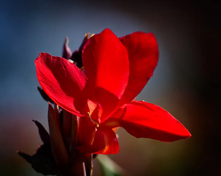 Red Canna Lily (Canna 'Red') — perennial with red blooms; moist soil with good drainage.<br><br>For the landscape designer, image 74
