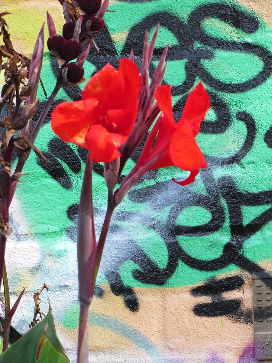 Red Canna Lily (Canna 'Red') — is a vibrant and lush perennial that adds a touch of the tropics to any landscape design; the rhizomes can be lifted, image 57