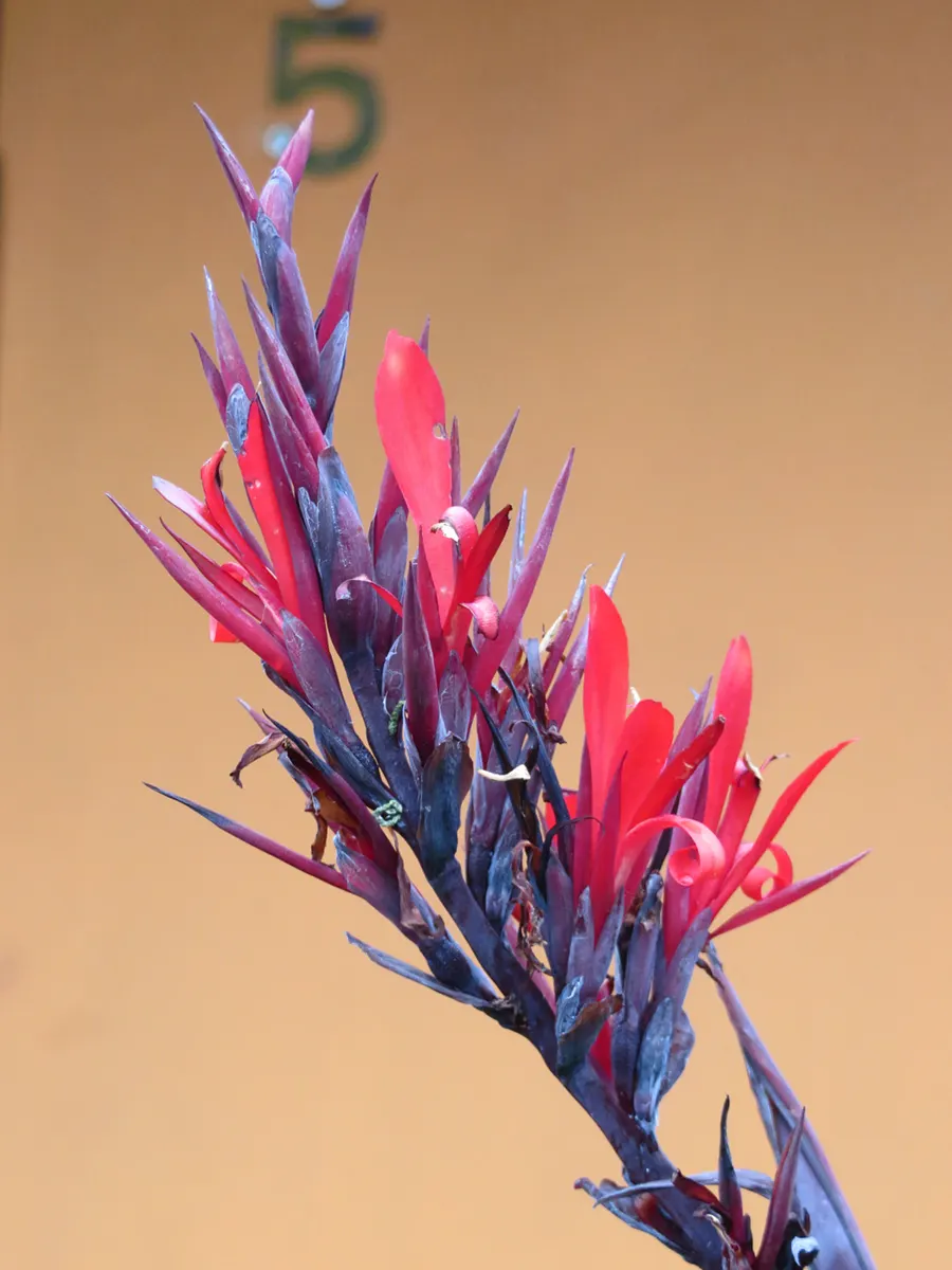 Red Canna Lily (Canna 'Red') — The Red Canna Lily (Canna 'Red') commands attention with its bold; with broad, tropical green leaves, it adds a, image 76