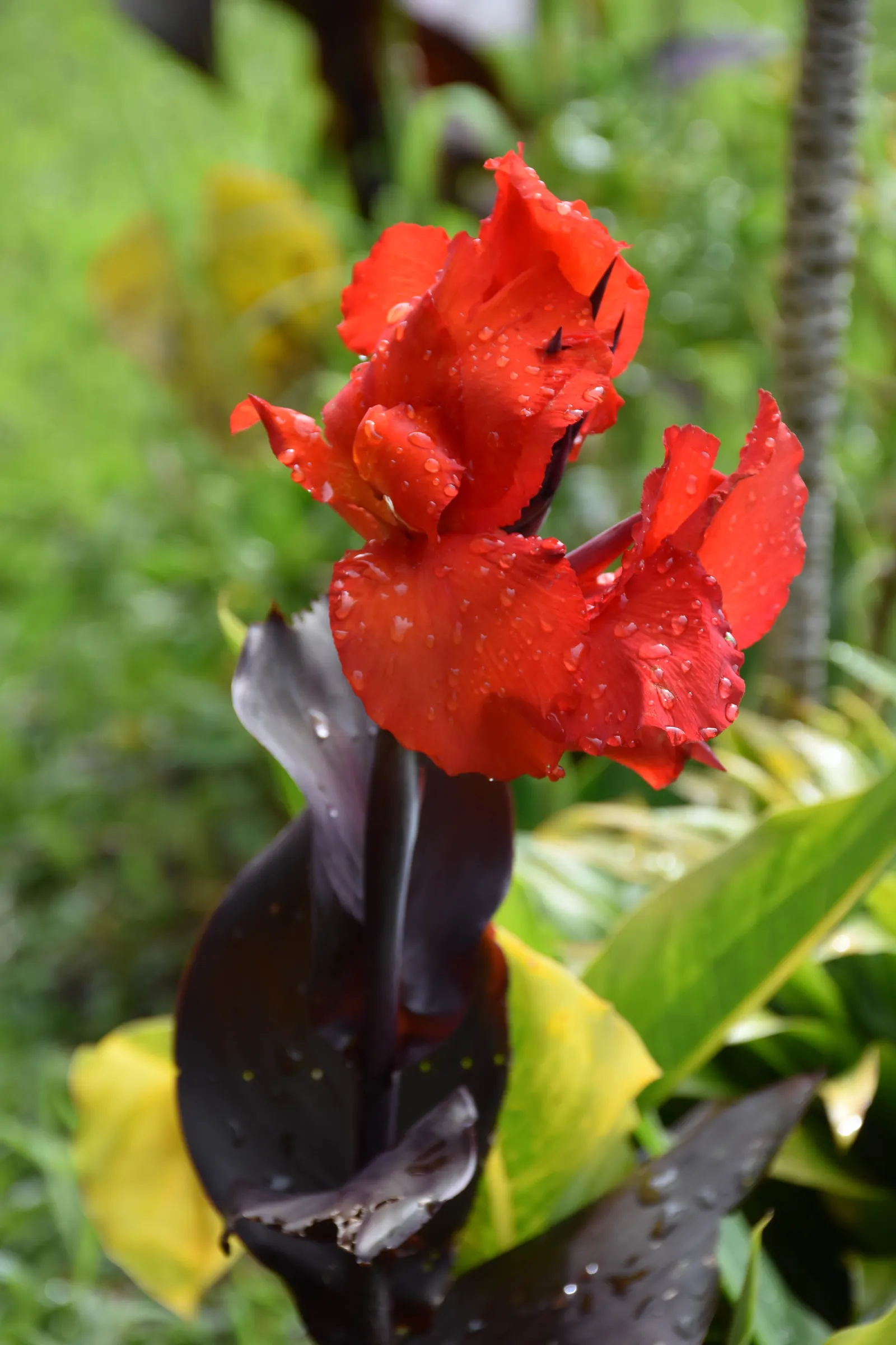 Red Canna Lily (Canna 'Red') — ensuring a spectacular return the following year; the Red Canna Lily (Canna 'Red') commands attention with its bold, image 72