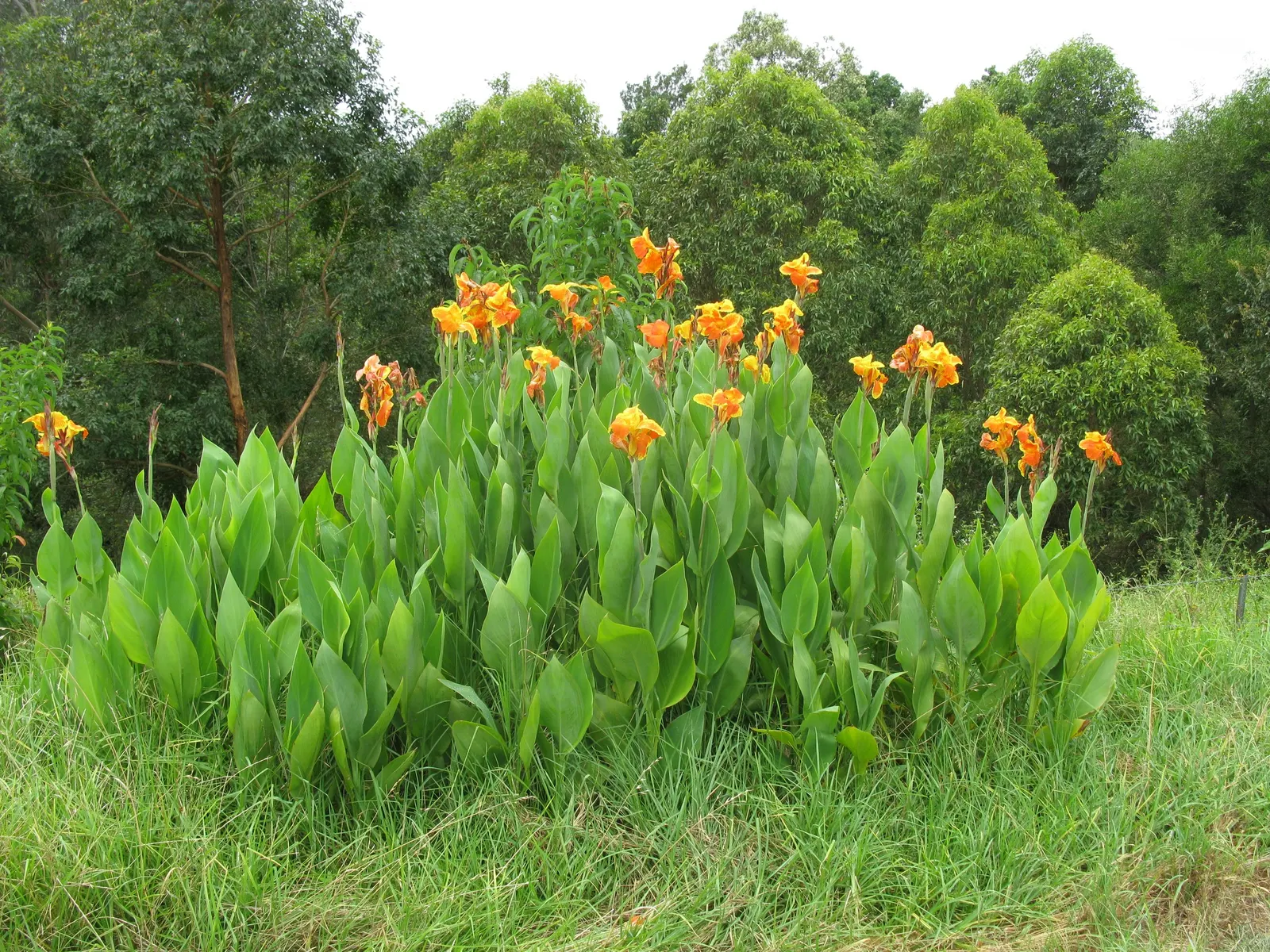 Red Canna Lily (Canna 'Red') — It's resistant to deer, making it an excellent choice for varied garden settings; or even positioned in containers, image 67