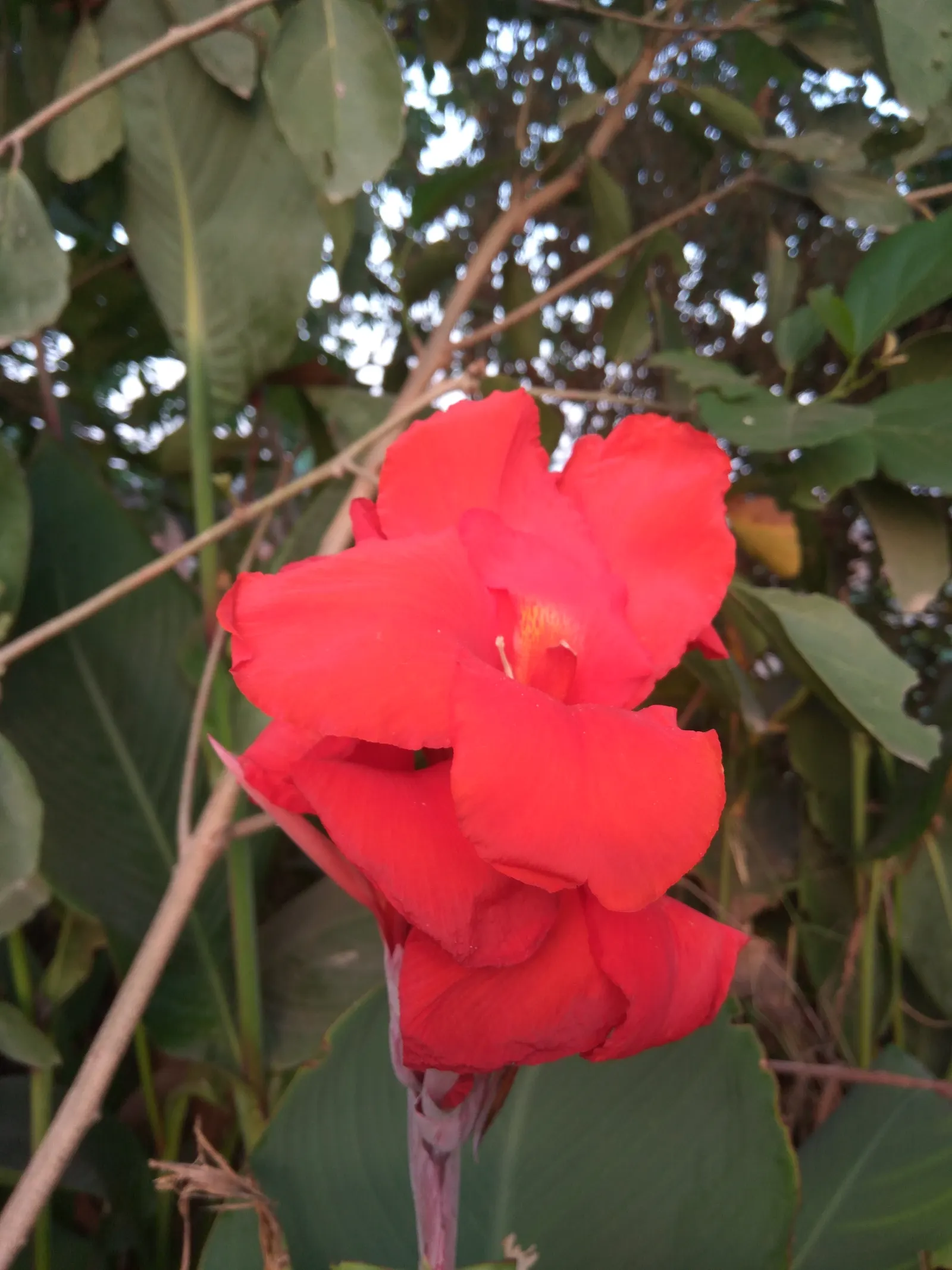 Red Canna Lily (Canna 'Red') — with a spread of approximately 1.5 to 2 feet; this stunning plant boasts broad, image 59