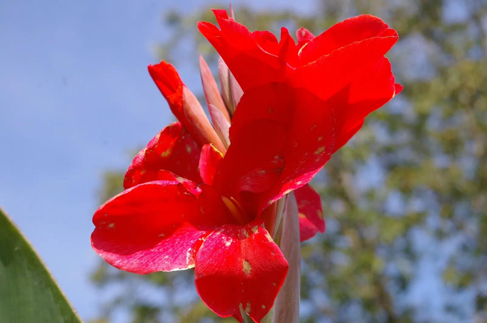 Red Canna Lily (Canna 'Red') — this stunning plant boasts broad; it's resistant to deer, making it an excellent choice for varied garden settings, image 60