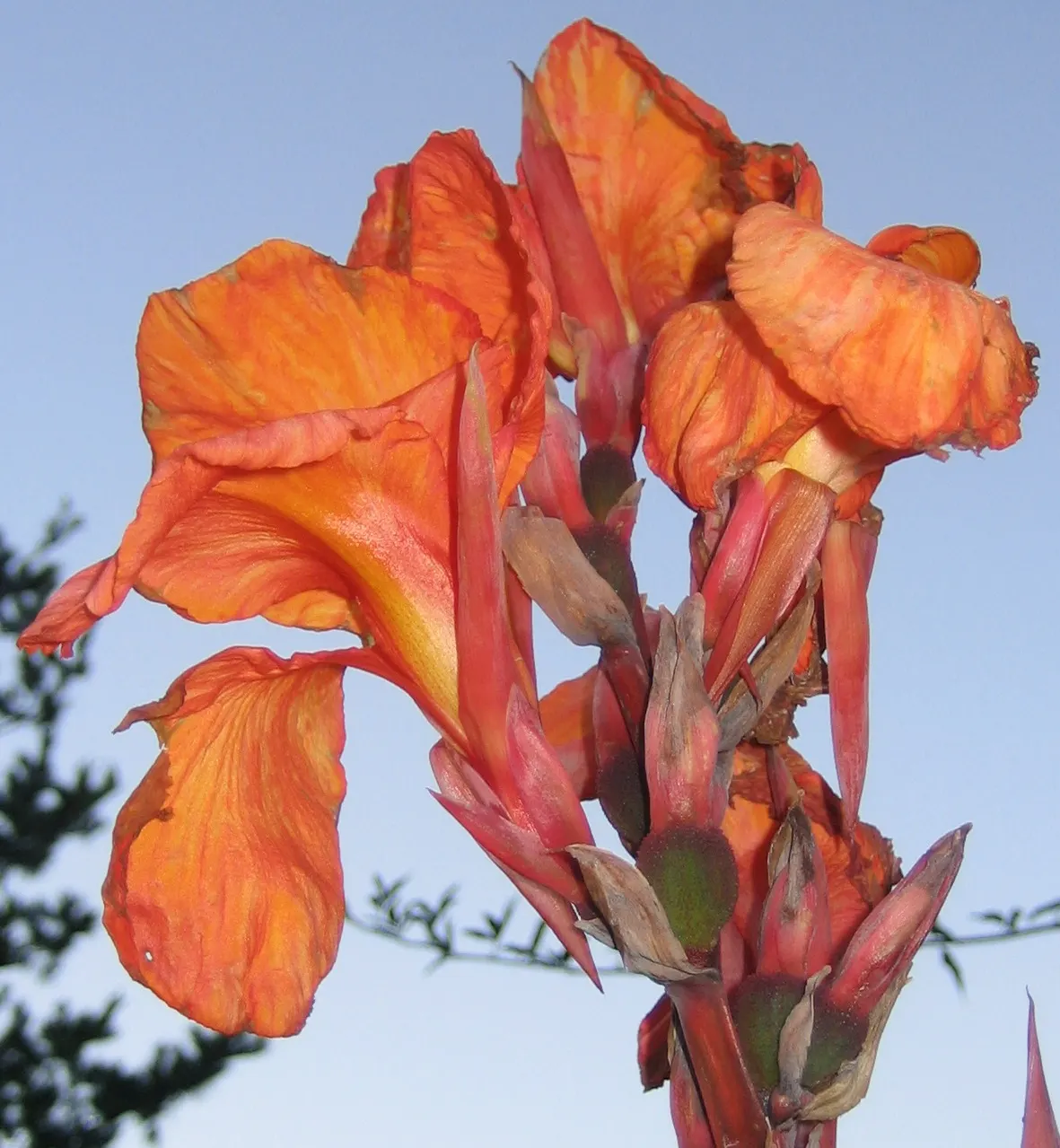 Red Canna Lily (Canna 'Red') — Standing tall at about 3 to 4 feet in height; ideal in USDA zones 7-10, it thrives in full sun and requires moist, image 83