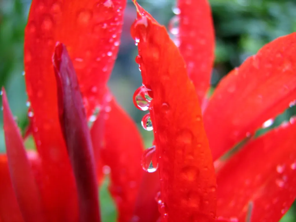 Red Canna Lily (Canna 'Red') — Standing tall at about 3 to 4 feet in height; ideal in USDA zones 7-10, it thrives in full sun and requires moist, image 58