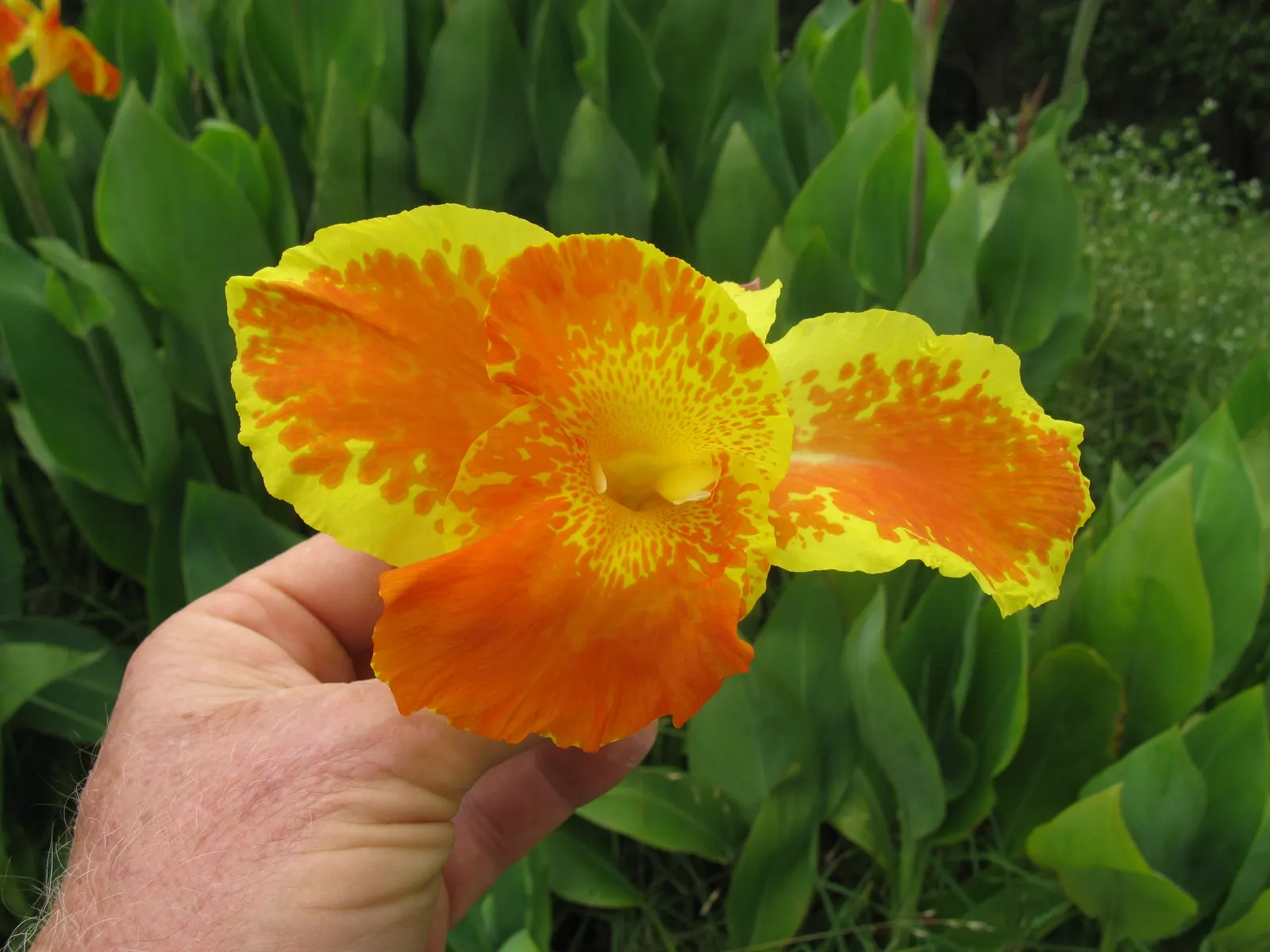 Red Canna Lily (Canna 'Red') — routine watering and occasional fertilizer applications will keep this exotic beauty looking its best; plant in, image 69