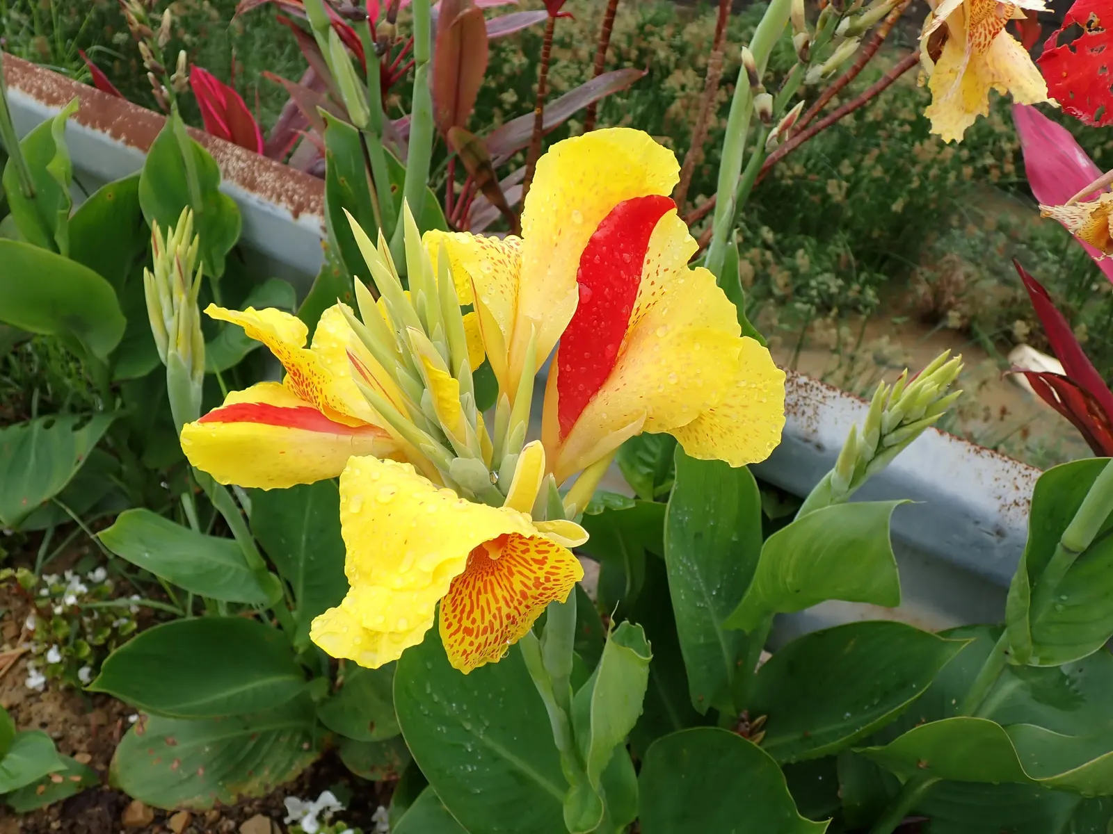 Red Canna Lily (Canna 'Red') — moist soil with good drainage.<br><br>For the landscape designer; fiery red blossoms atop robust stalks reaching 3-4, image 65