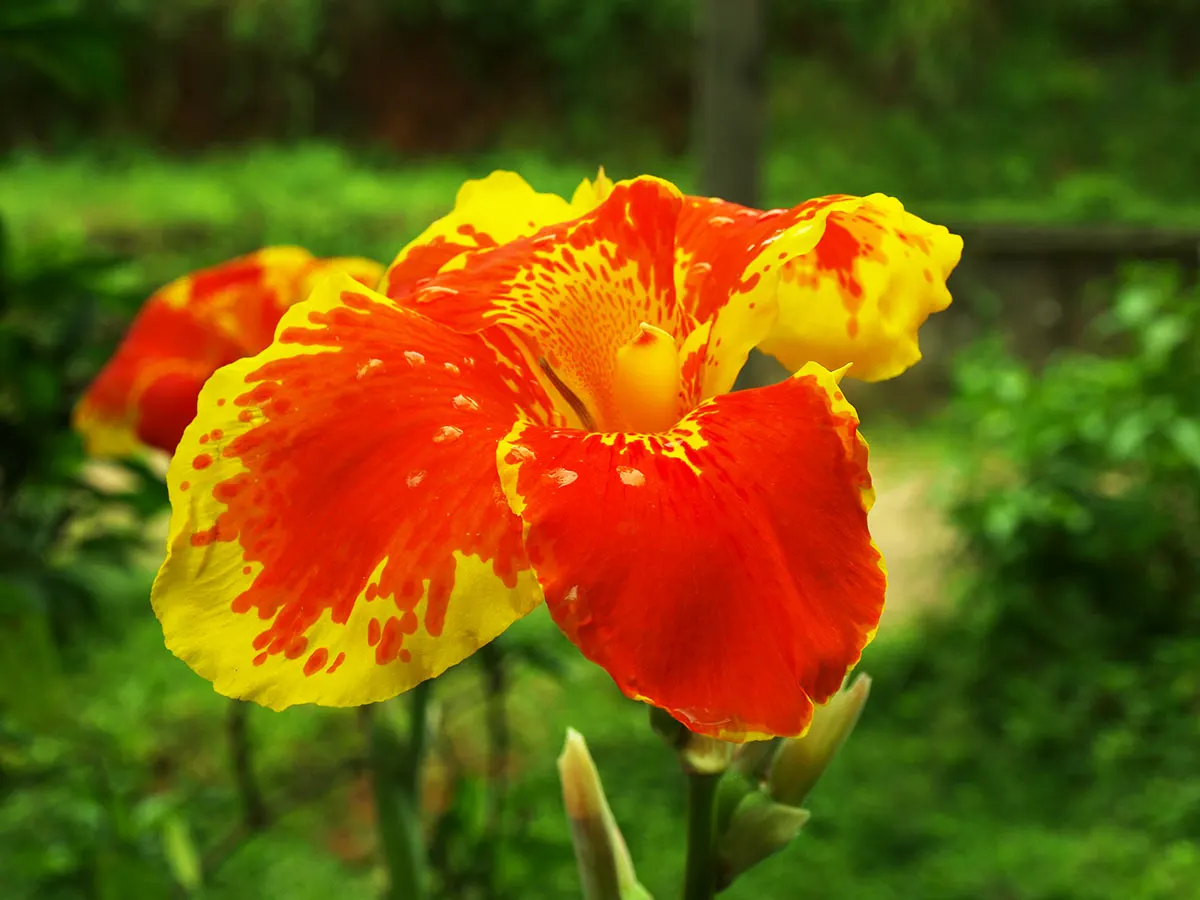 Red Canna Lily (Canna 'Red') — Plant in clusters for a dramatic display; is a vibrant and lush perennial that adds a touch of the tropics to any, image 55