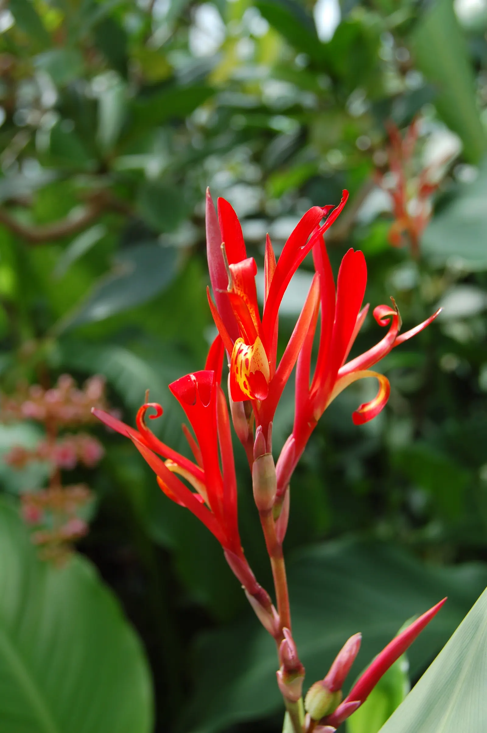 Red Canna Lily (Canna 'Red') — Blooms from summer until frost, providing long-lasting vibrancy to any landscape; requiring a minimum of 4 to 6, image 56