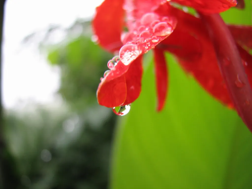 Red Canna Lily (Canna 'Red') — requiring a minimum of 4 to 6 hours of sunlight per day; in areas with colder climates, image 64