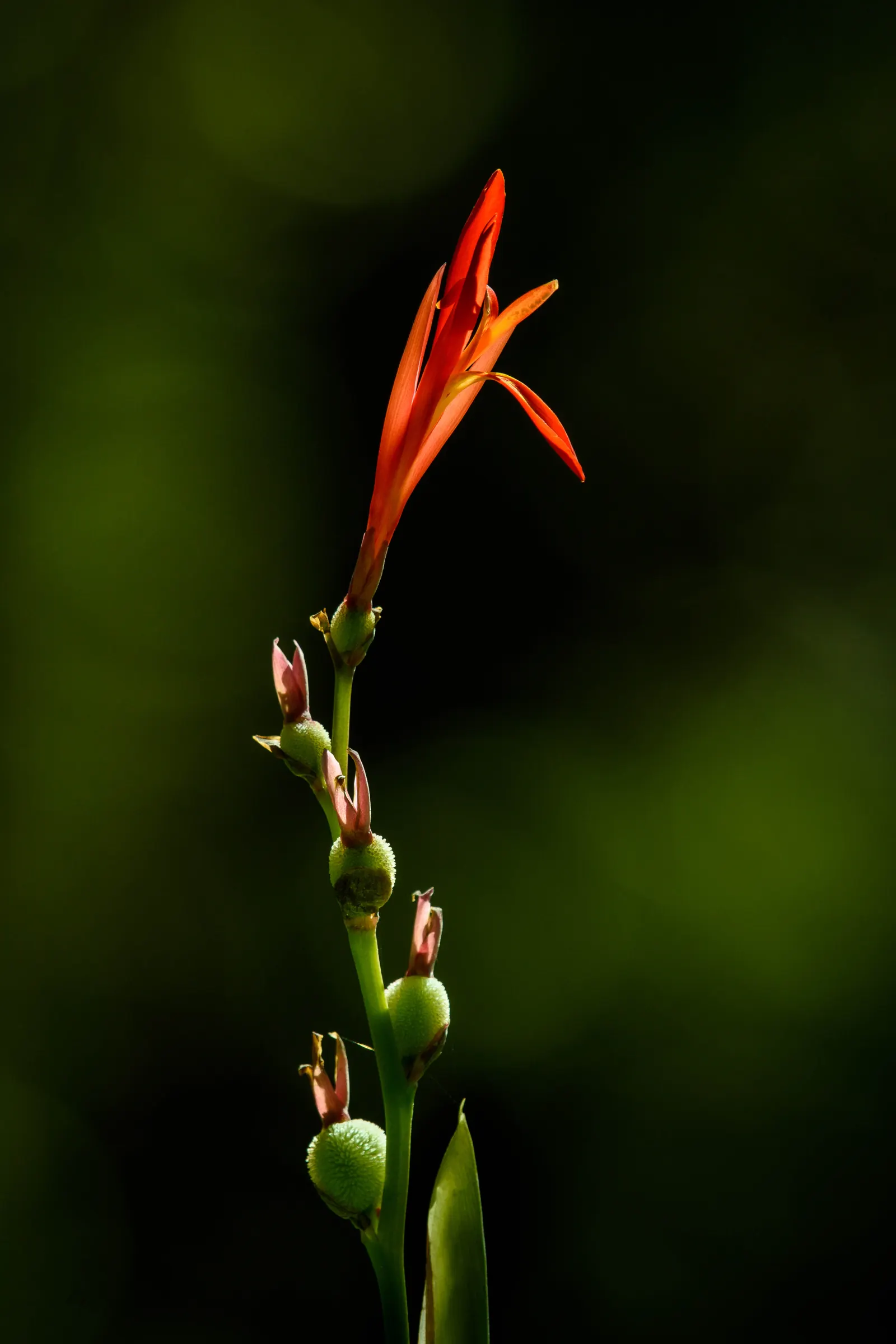Red Canna Lily (Canna 'Red') — With broad, tropical green leaves, it adds a lush, exotic touch; perennial for full or half