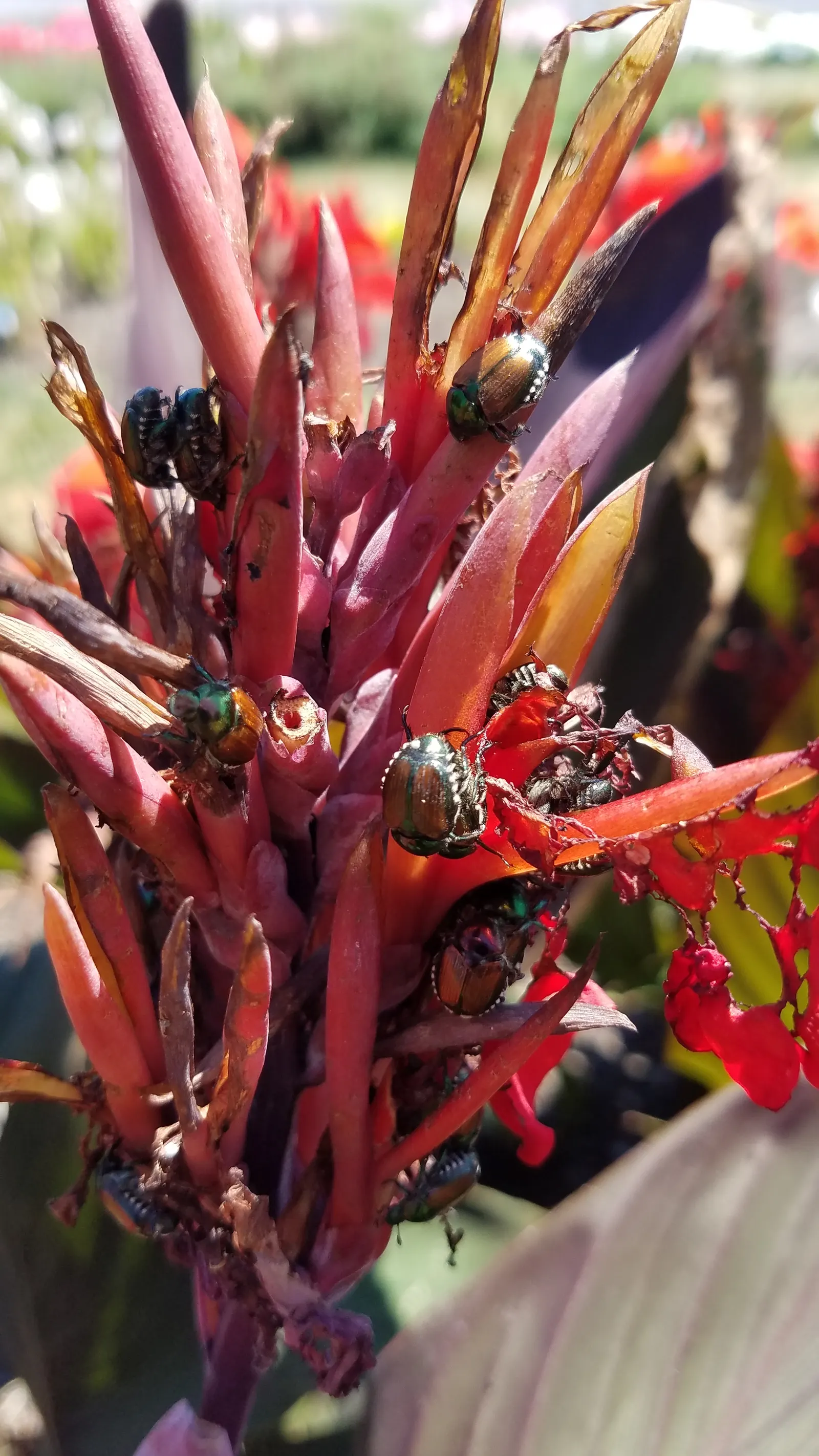 Red Canna Lily (Canna 'Red') — in areas with colder climates; the showy blooms, measuring up to 4 to 6 inches across, can be deadheaded to promote further