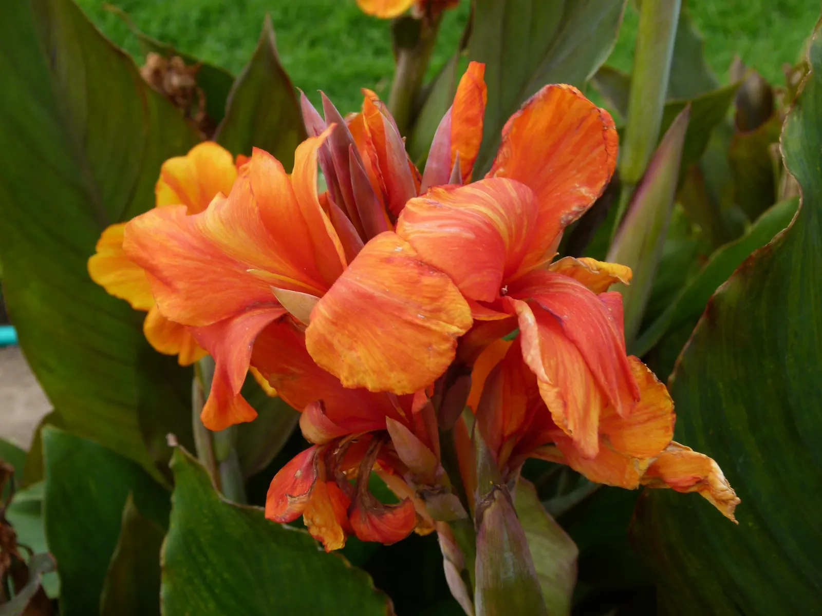 Red Canna Lily (Canna 'Red') — The plant thrives in full to partial sun, image 38