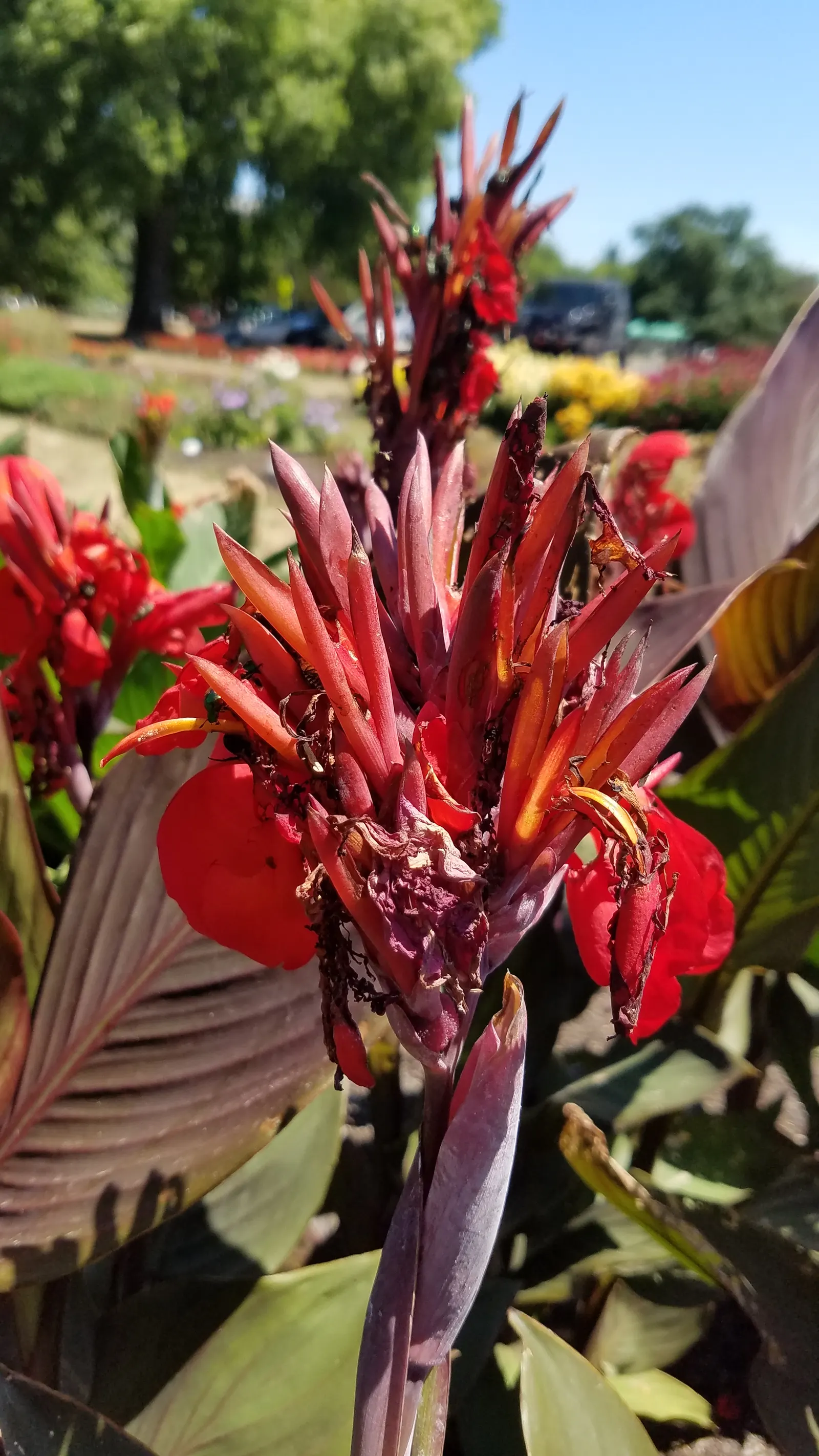 Red Canna Lily (Canna 'Red') — ensuring a spectacular return the following year; the Red Canna Lily (Canna 'Red') commands attention with its bold