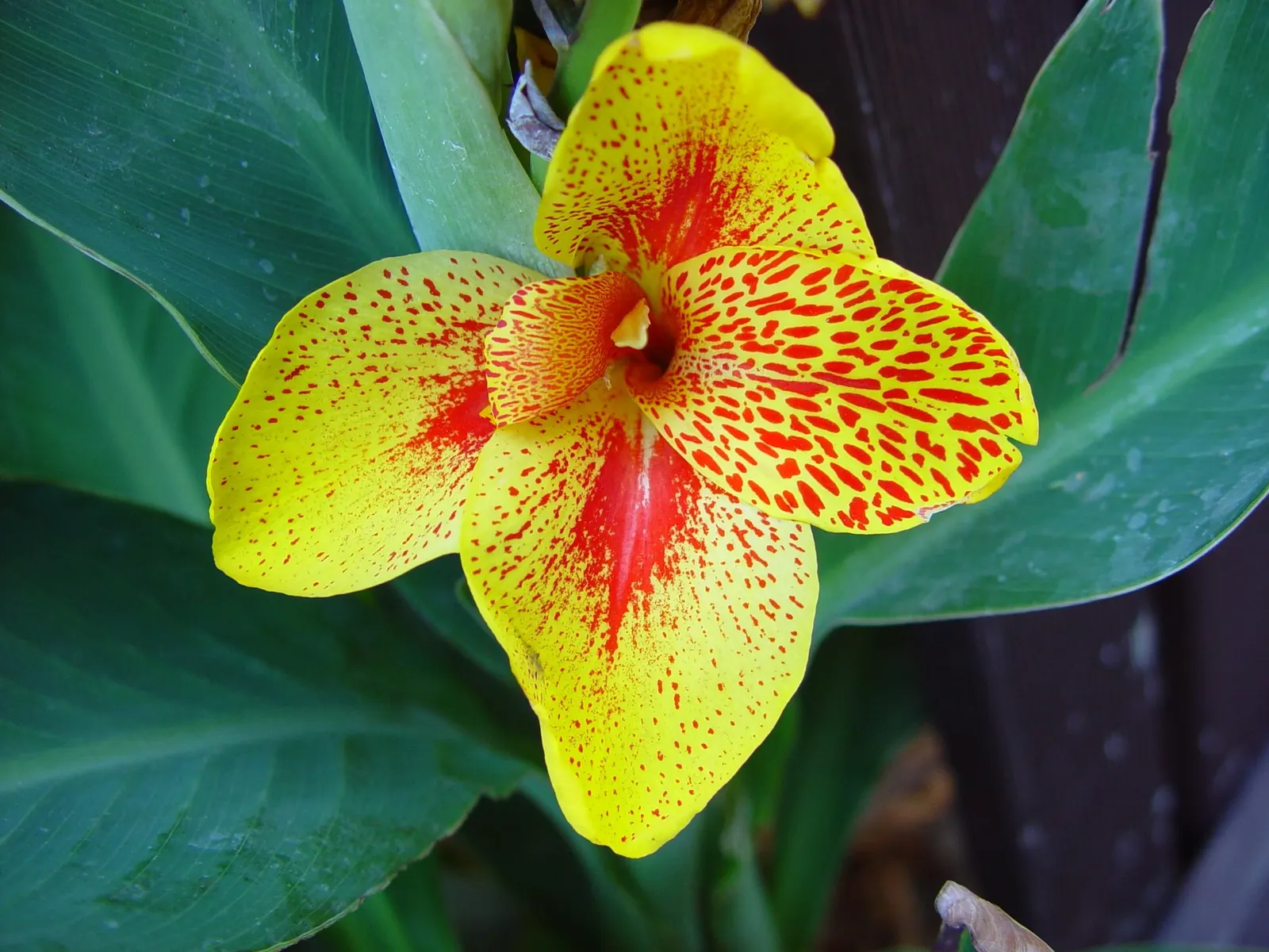 Red Canna Lily (Canna 'Red') — the rhizomes can be lifted and stored to protect them from freezing temperatures; routine watering and occasional fertilizer