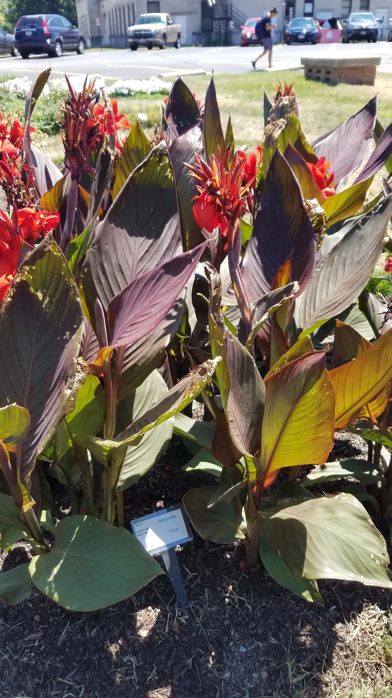 Red Canna Lily (Canna 'Red') — red flowers in the garden; standing tall at about 3 to 4 feet in height