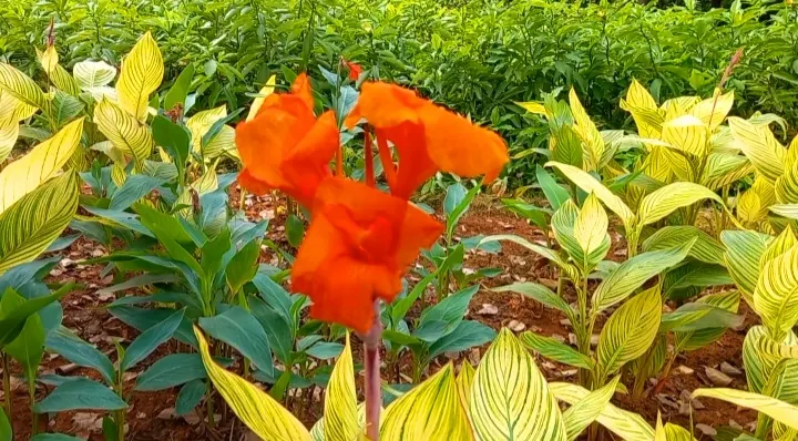 Red Canna Lily (Canna 'Red') — The Red Canna Lily (Canna 'Red') commands attention with its bold; with broad, tropical green leaves, it adds a, image 51