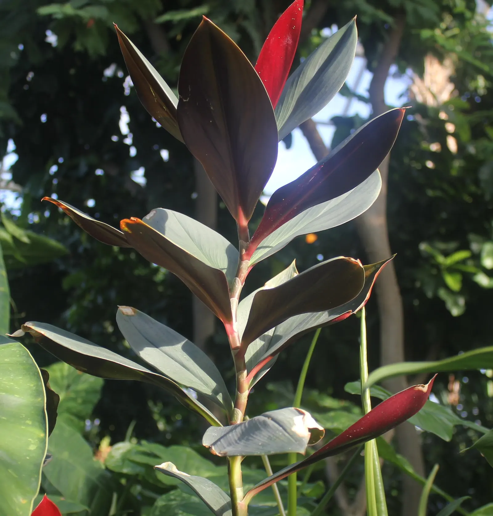 Red Canna Lily (Canna 'Red') — Ideal in USDA zones 7-10, it thrives in full sun and requires moist, well-drained soil; clients will appreciate that, image 53