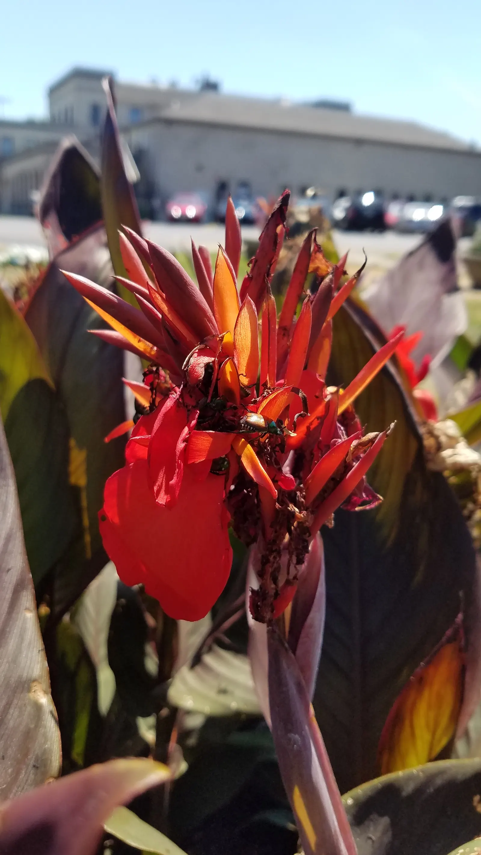 Red Canna Lily (Canna 'Red') — routine watering and occasional fertilizer applications will keep this exotic beauty looking its best; plant in clusters for a