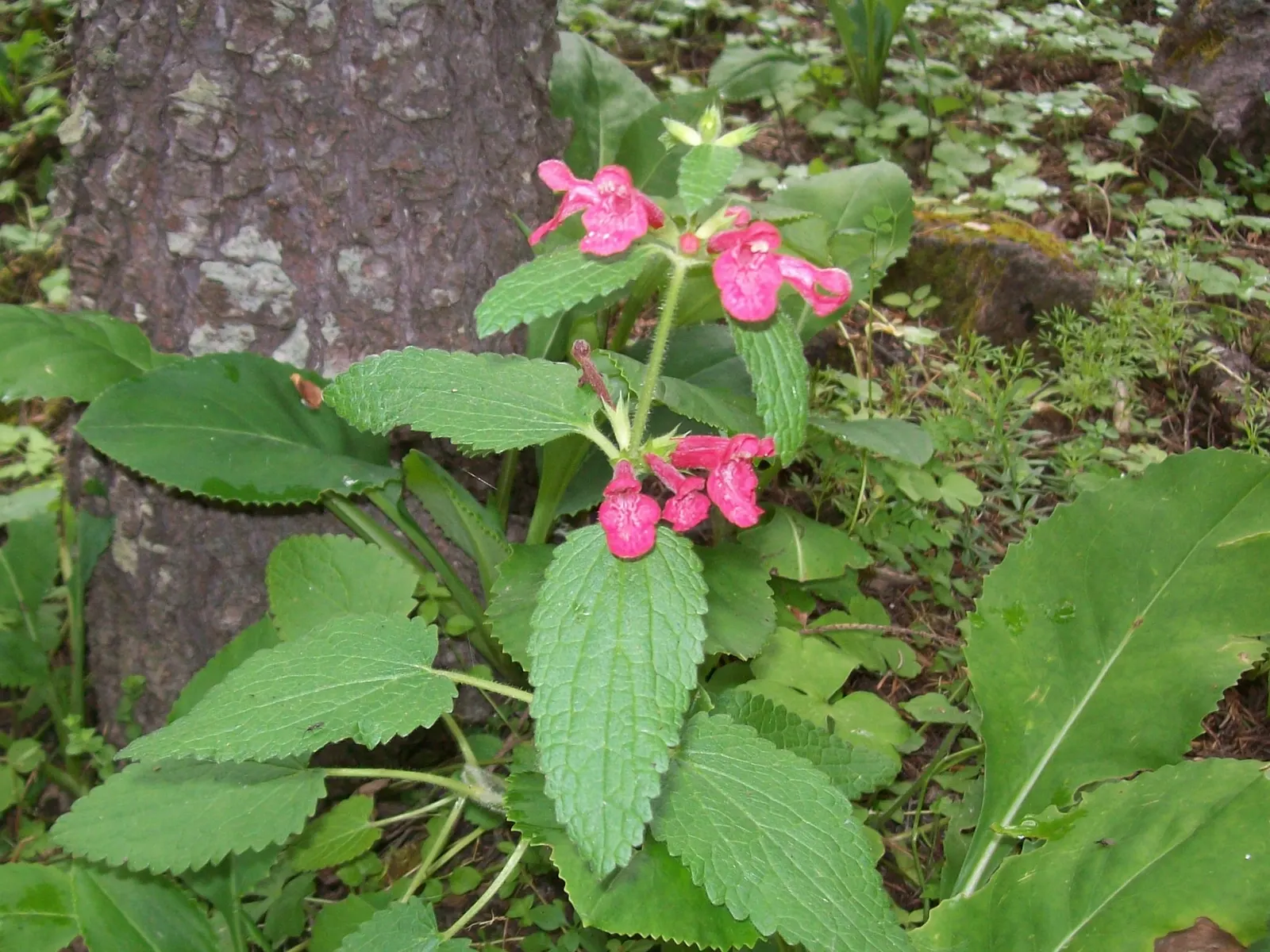 Scarlet Bettony, Scarlet Hedge-Nett (Stachys Coccinea) — otherwise known as Stachys coccinea or Scarlet Hedge-Nettle