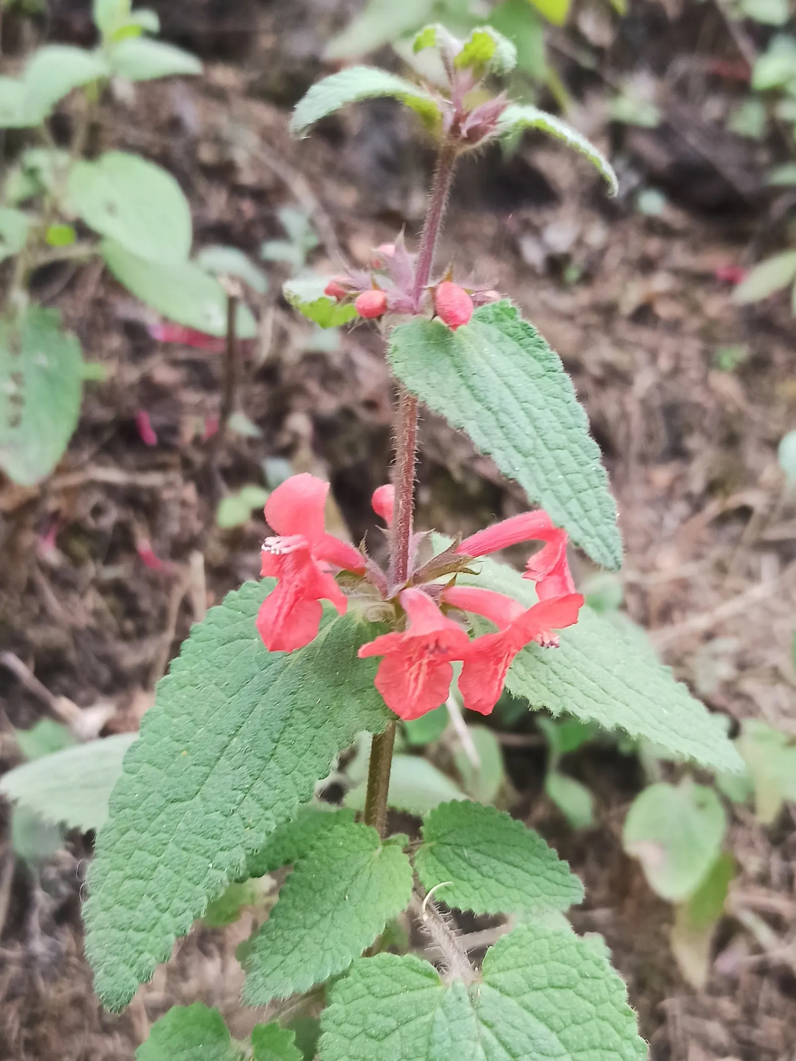 Scarlet Bettony, Scarlet Hedge-Nett (Stachys Coccinea) — it thrives in USDA zones 7-10