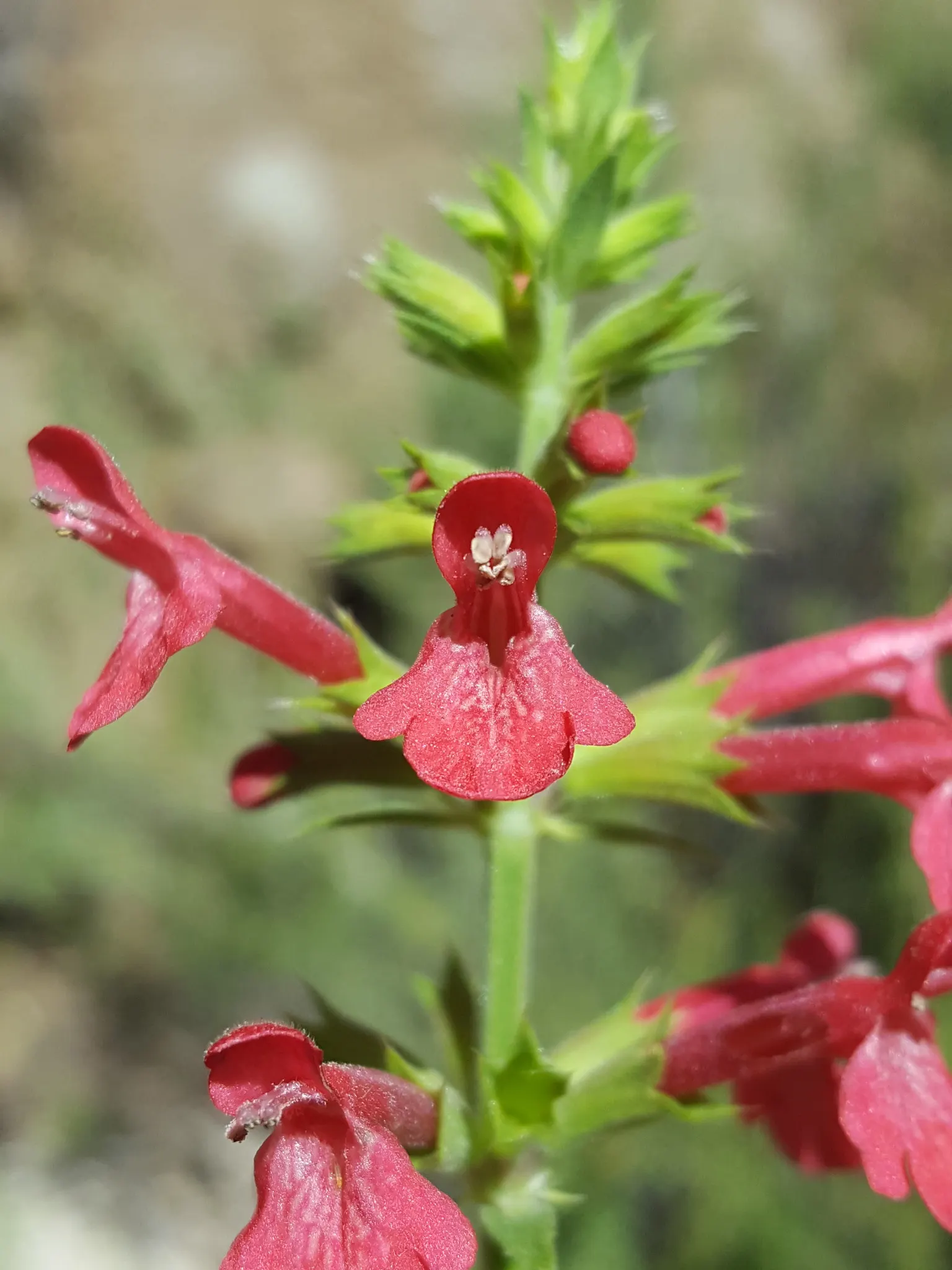 Scarlet Bettony, Scarlet Hedge-Nett (Stachys Coccinea) — Preferring full sun to partial shade, it requires well-drained soil