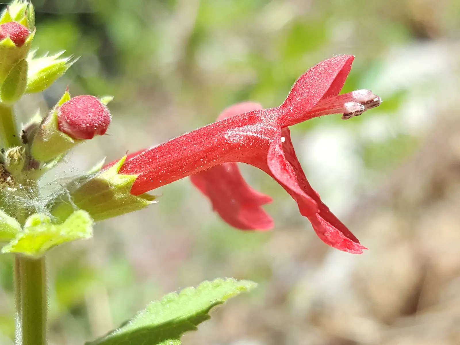 Scarlet Bettony, Scarlet Hedge-Nett (Stachys Coccinea) — drought-tolerant species is ideal for adding bold color to borders
