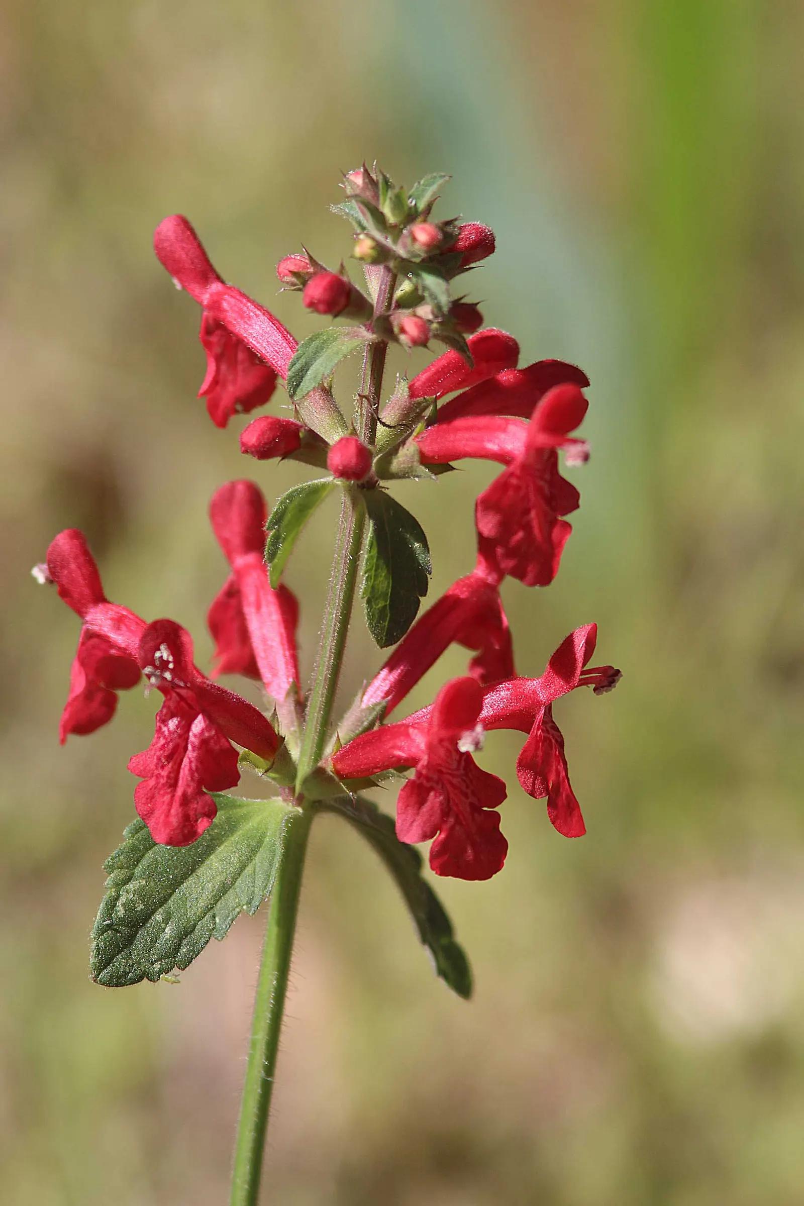 Scarlet Bettony, Scarlet Hedge-Nett (Stachys Coccinea) — This hardy species is a member of the mint family