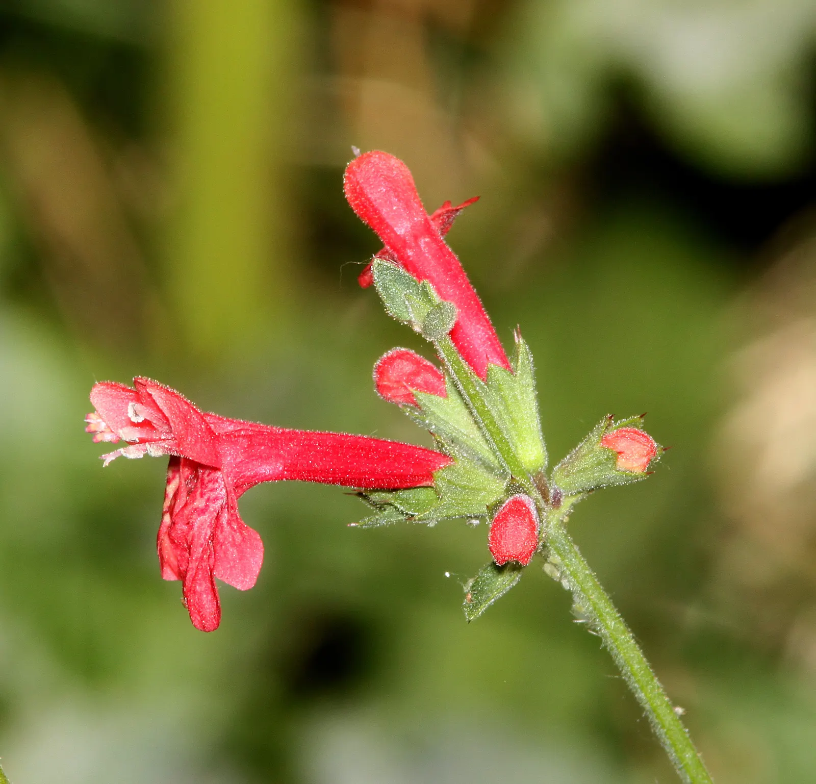 Scarlet Bettony, Scarlet Hedge-Nett (Stachys Coccinea) — Attracting hummingbirds and butterflies