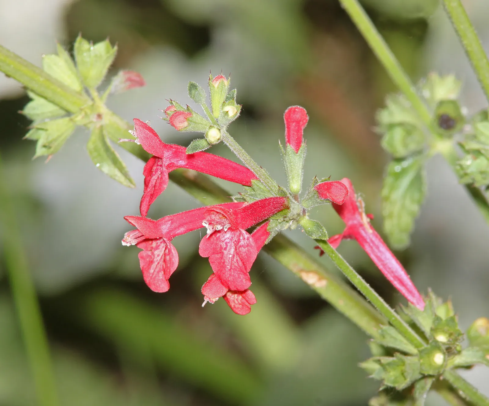 Scarlet Bettony, Scarlet Hedge-Nett (Stachys Coccinea) — is a vibrant perennial prized for its upright spikes of vivid red tubular flowers