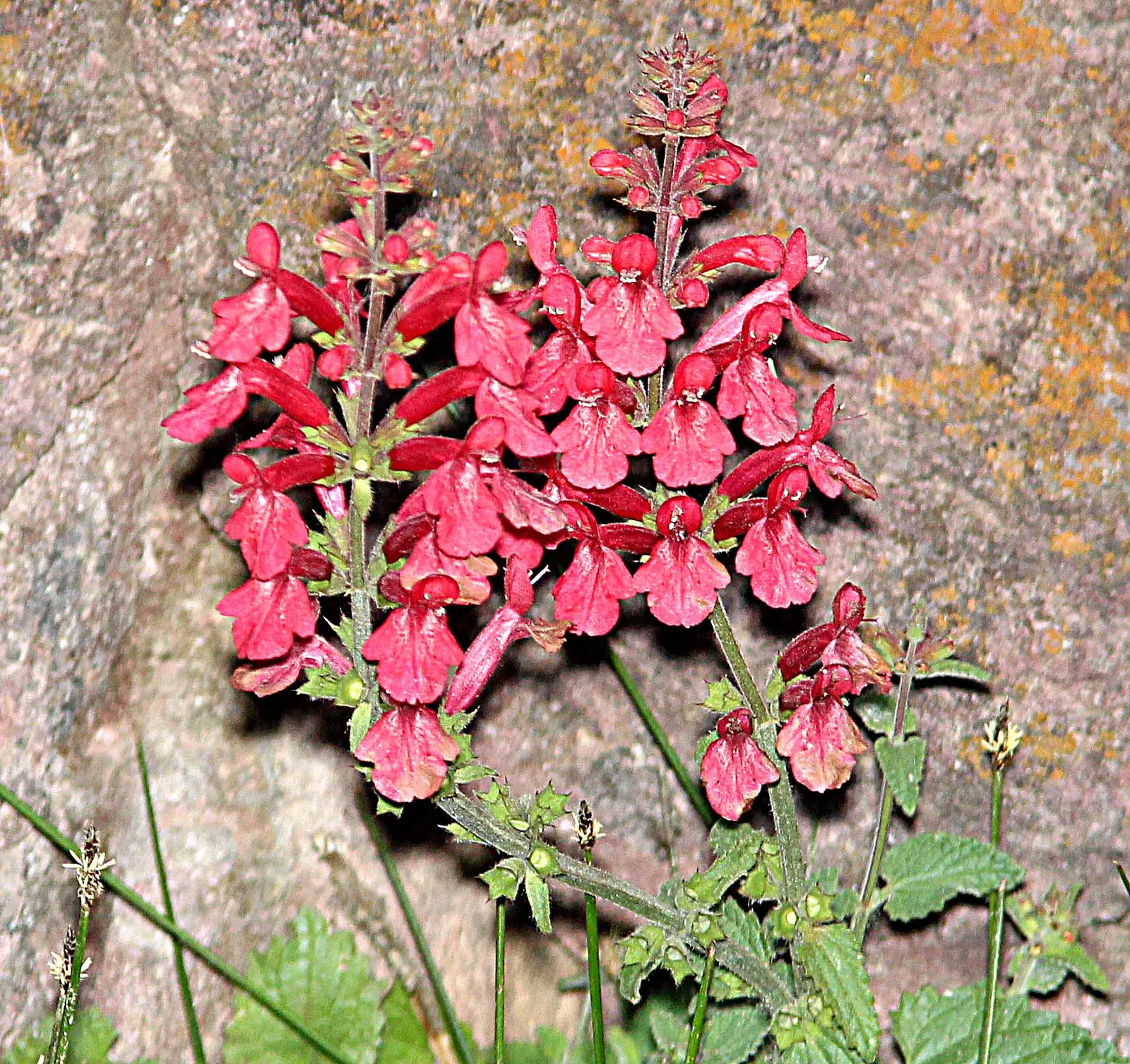 Scarlet Bettony, Scarlet Hedge-Nett (Stachys Coccinea) — is a vibrant and eye-catching perennial native to the southwestern United States and Mexico