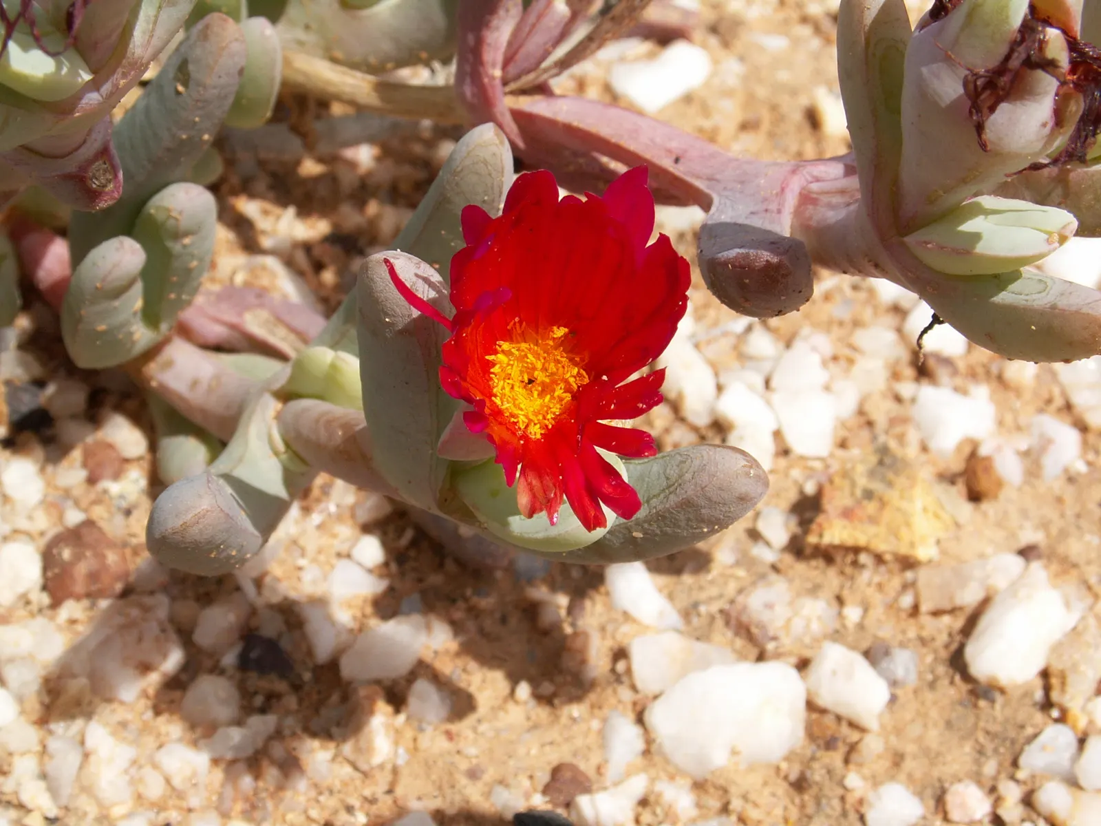 Red Spike Iceplant (Cephalophyllum Alstonii) — Originating in South Africa, this groundcover thrives in USDA zones 9-11, preferring full sun exposure