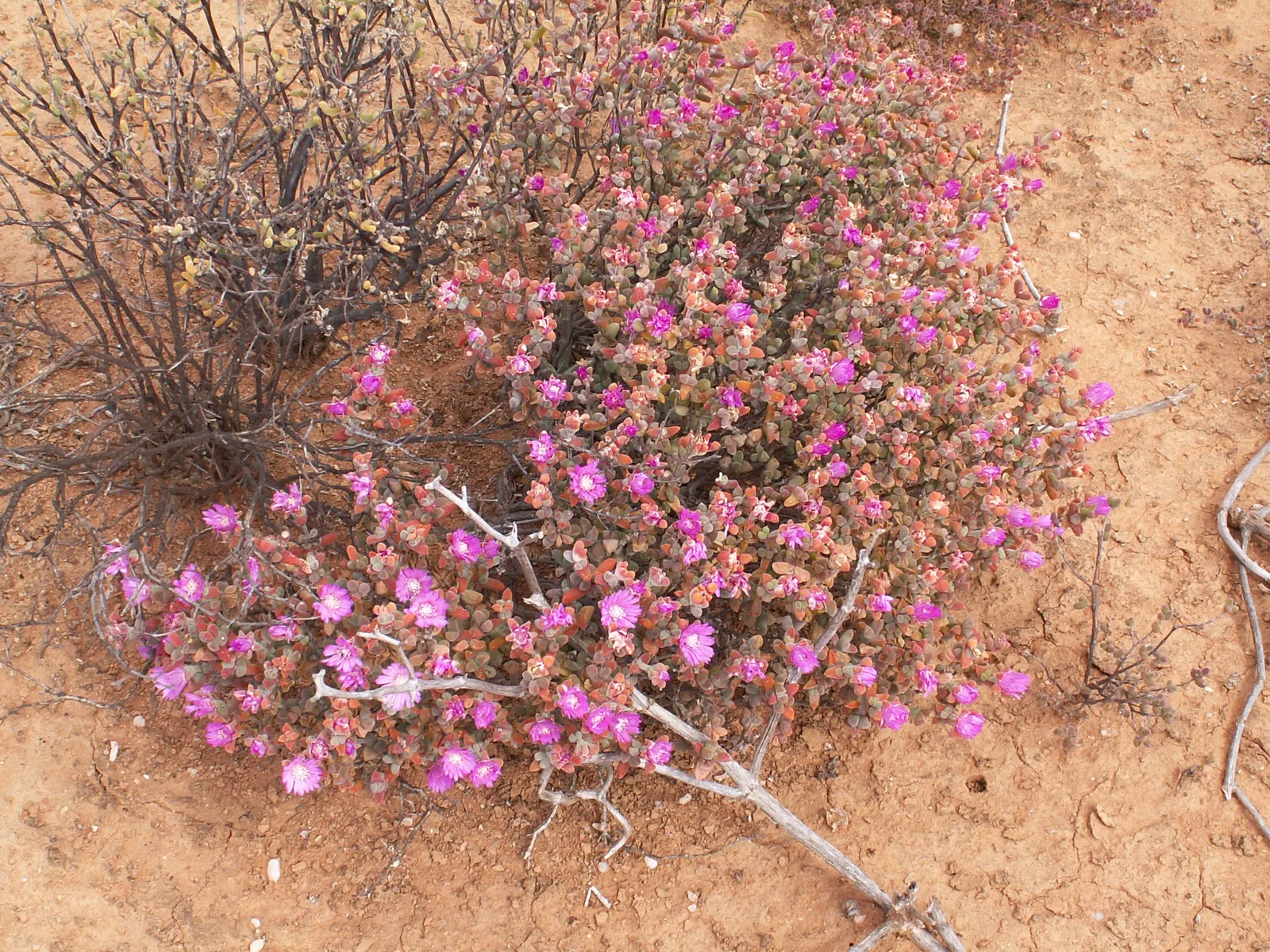 Red Spike Iceplant (Cephalophyllum Alstonii) — It grows up to 6 inches tall and spreads 12-18 inches wide