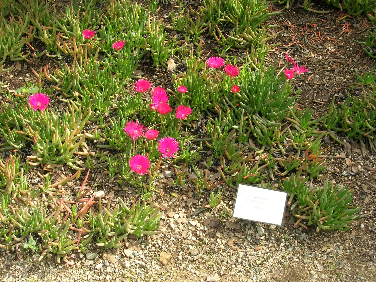 Red Spike Iceplant (Cephalophyllum Alstonii) — Once established, it requires minimal water