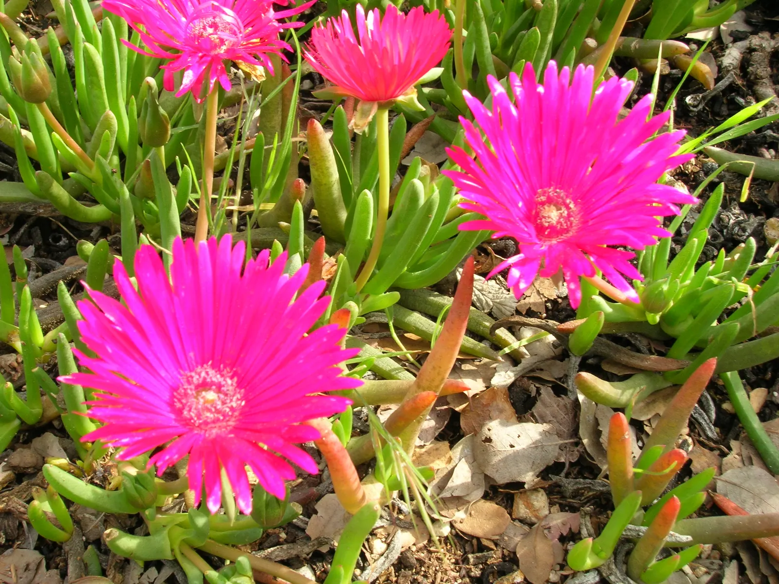 Red Spike Iceplant (Cephalophyllum Alstonii) — featuring vivid red flower spikes that bloom in spring